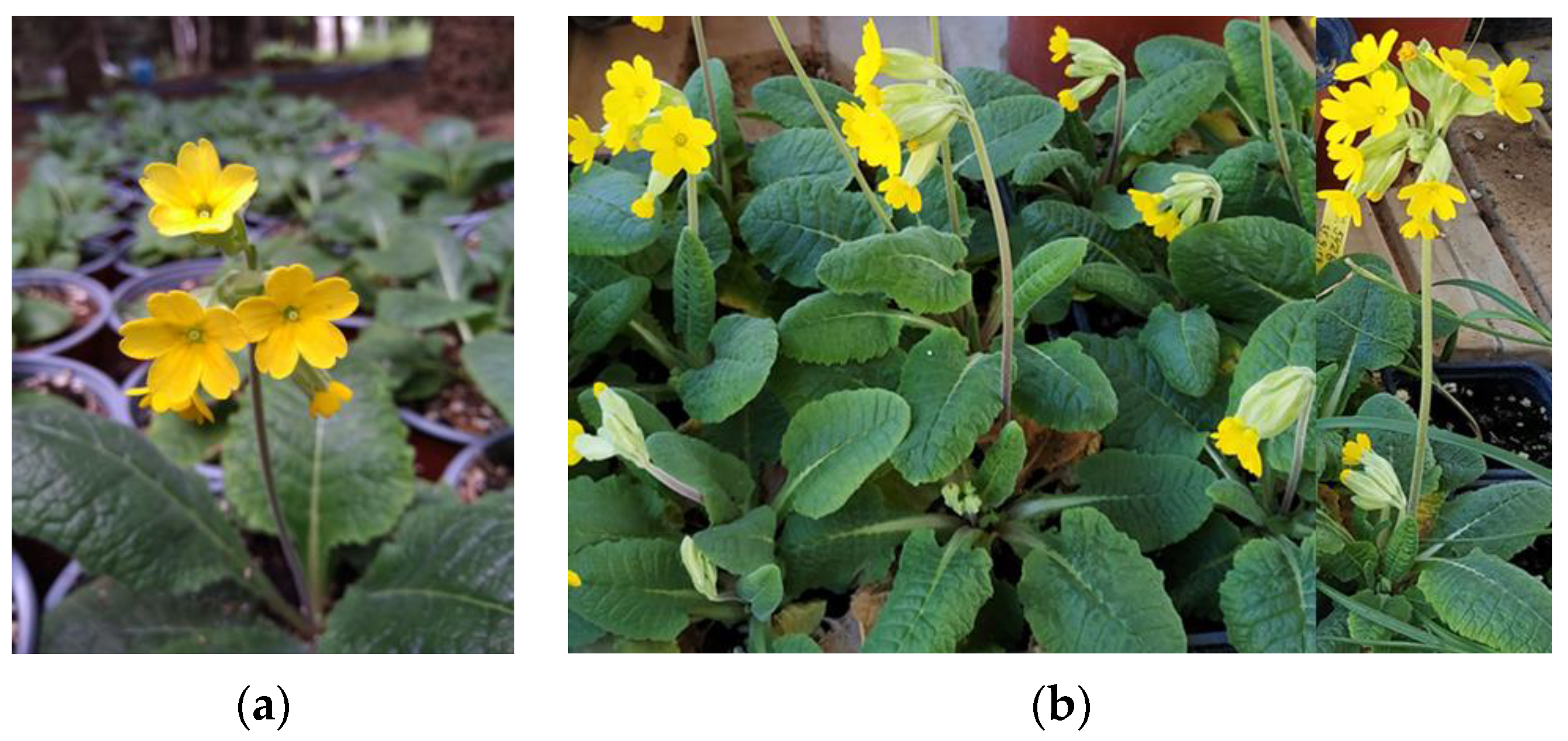 Sustainability 15 02452 g001 Sustainability 15 02452 g001