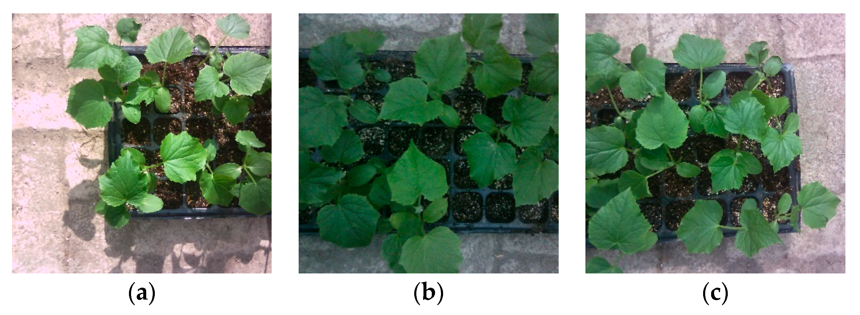 Sustainability 15 03089 g003 550