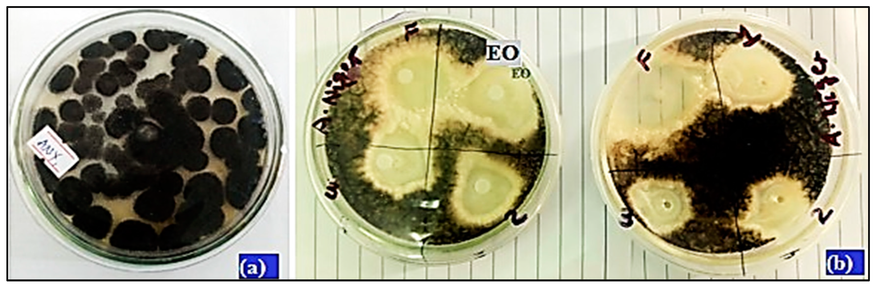 Sustainability 15 03189 g008