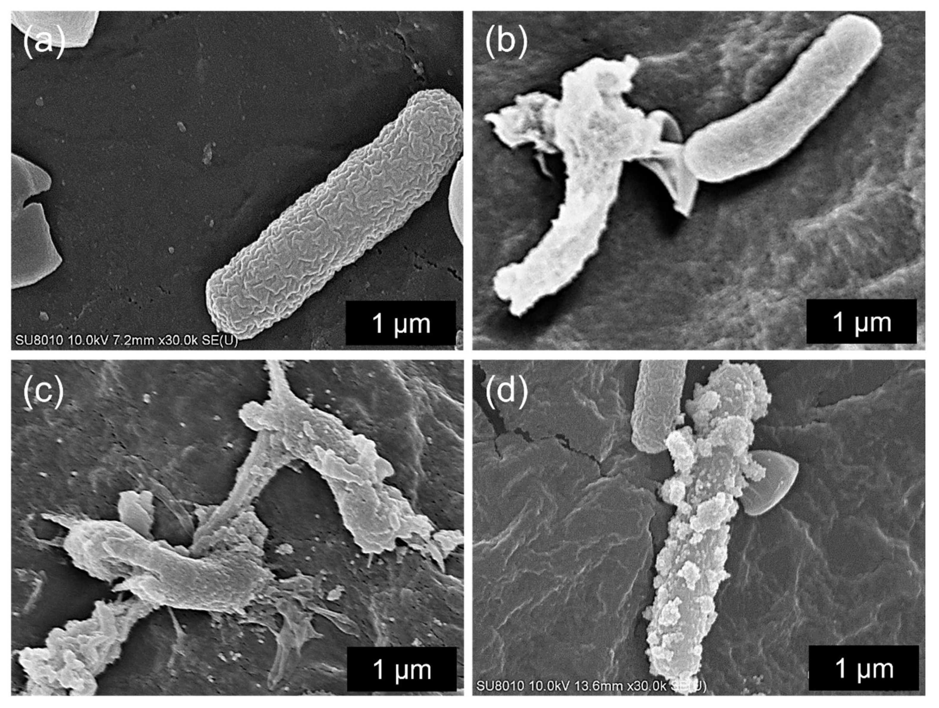 Sustainability 15 03621 g005 Sustainability 15 03621 g005