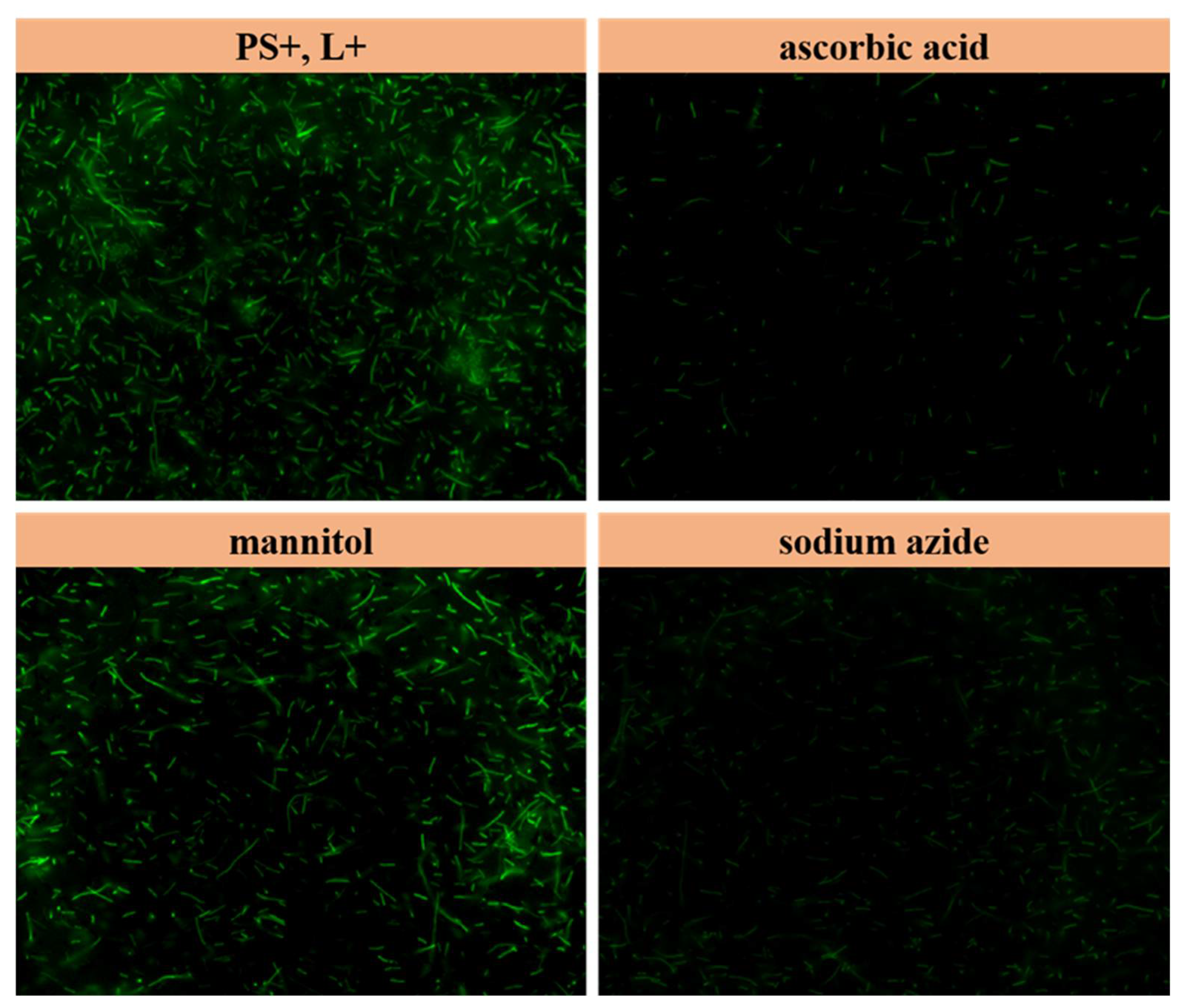 Sustainability 15 03621 g009 Sustainability 15 03621 g009