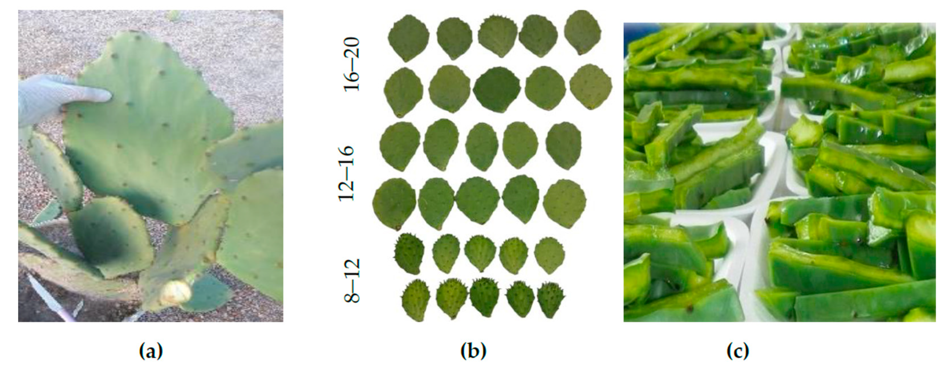 Sustainability 15 03841 g001 Sustainability 15 03841 g001