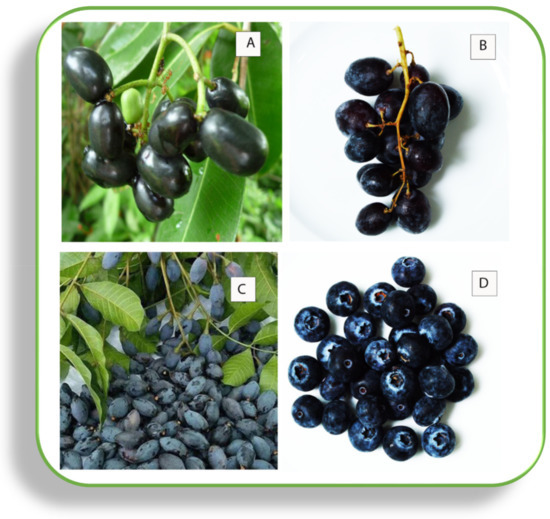 Chemical Composition and Health Attributes of Agri-Foods: A Scientific ...