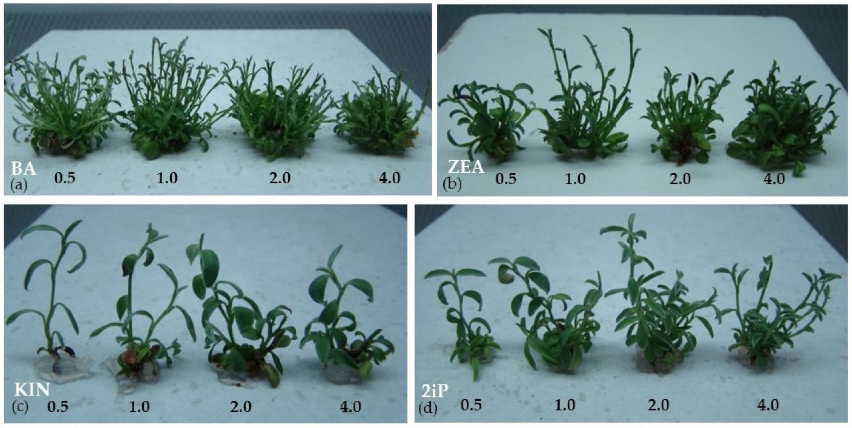 Sustainability 15 04025 g004