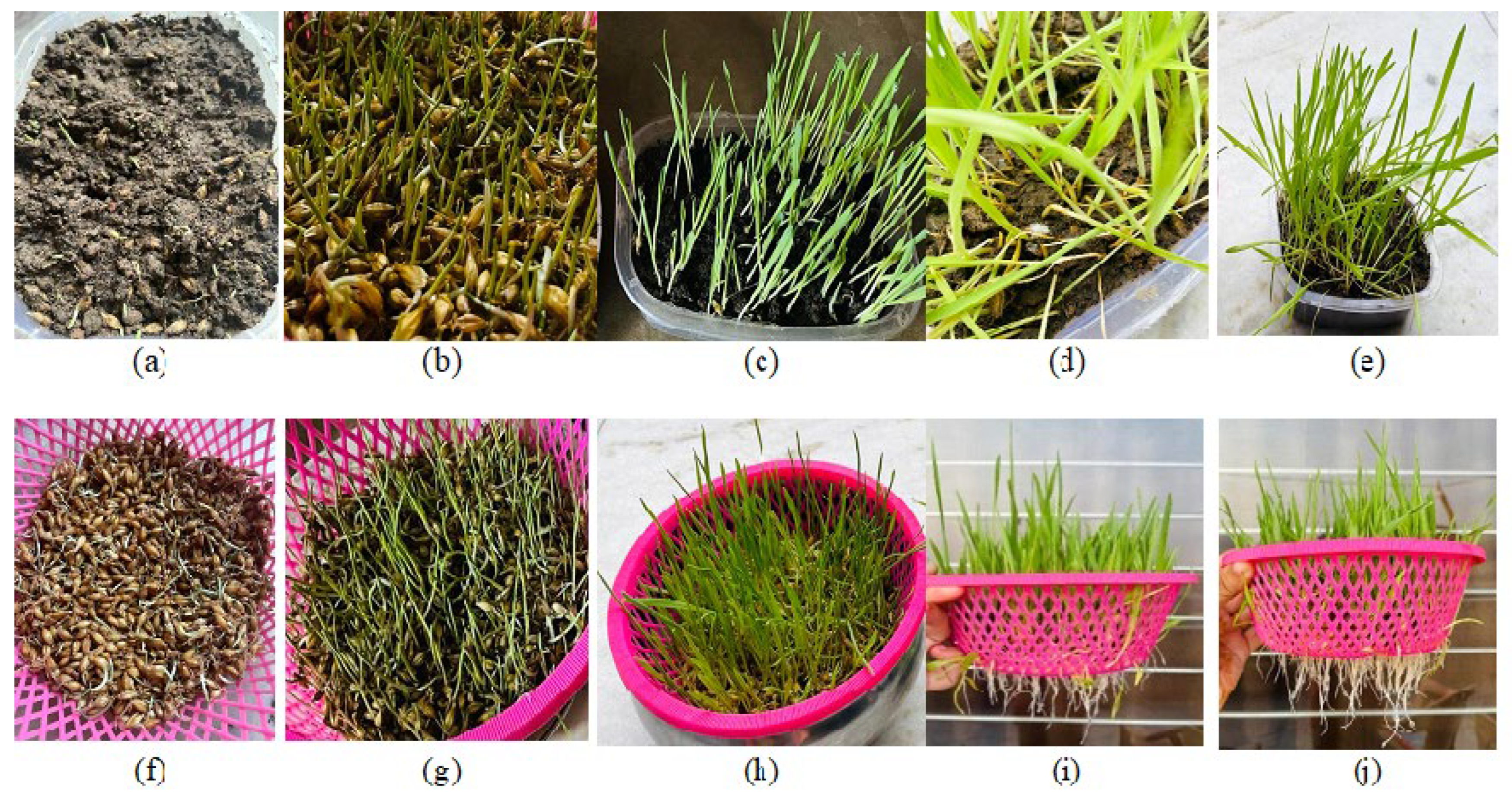 Sustainability 15 04396 g007 Sustainability 15 04396 g007