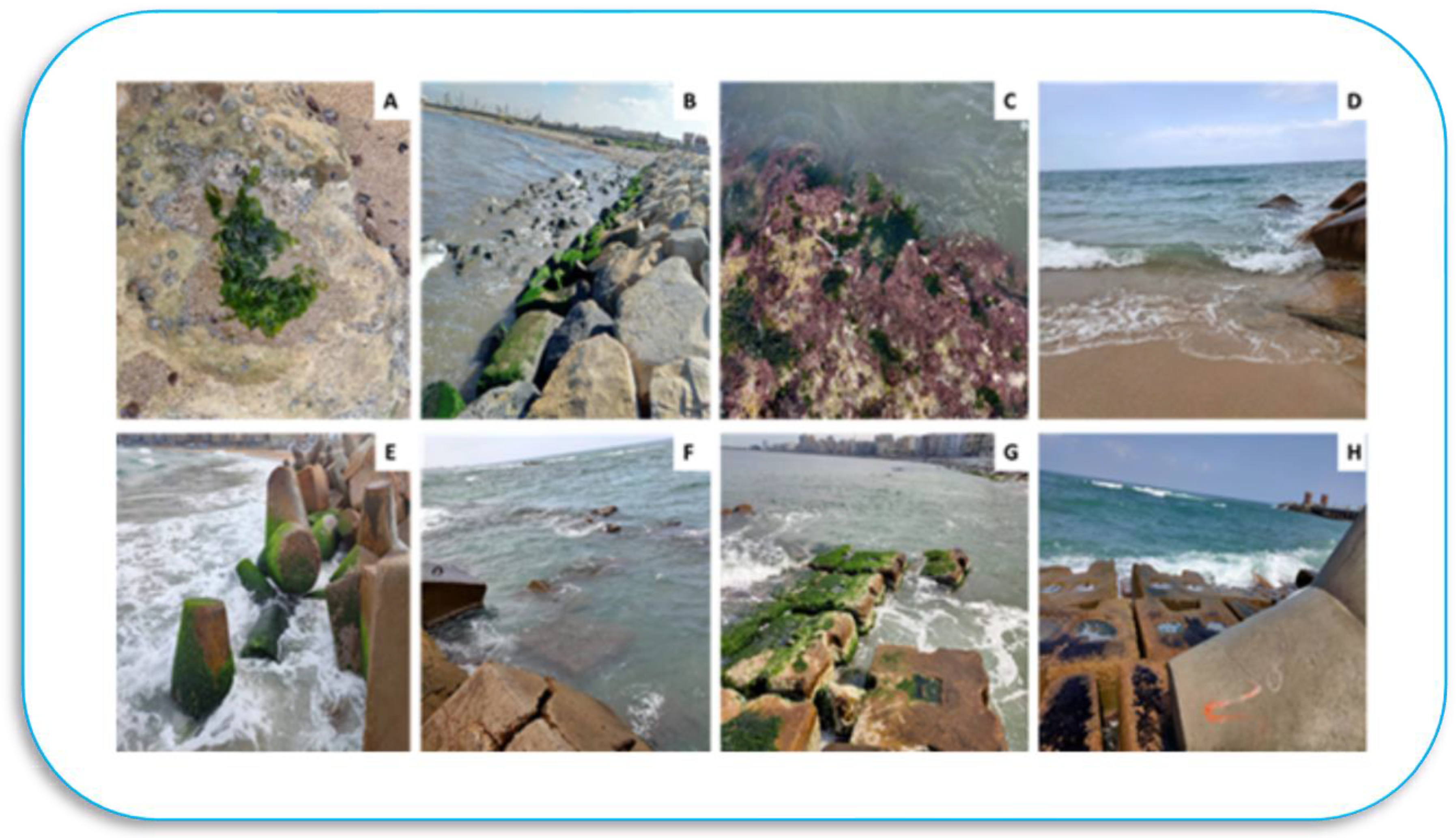 Brown Seaweeds Could be Used to Make Bioethanol — Monterey Bay