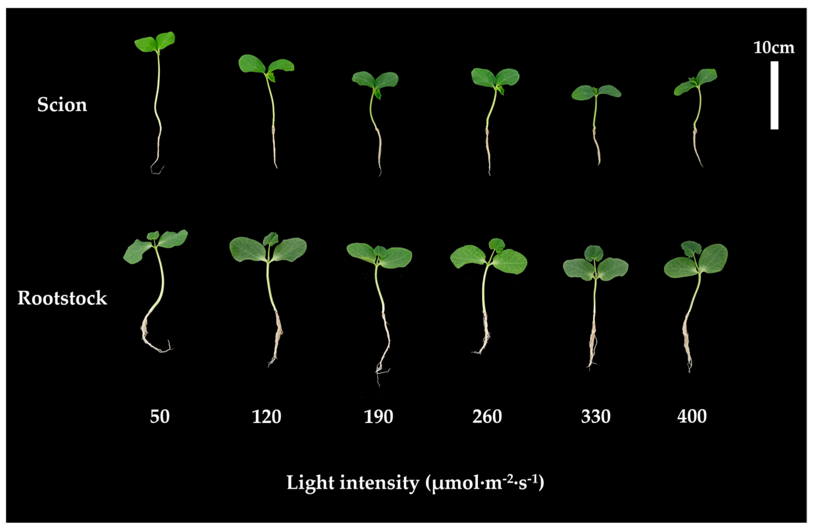 Sustainability Free FullText Identification of Appropriate Light