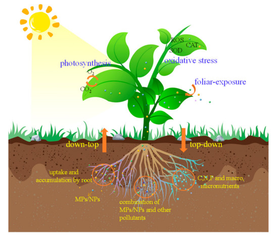 Recent Advances on Multilevel Effects of Micro(Nano)Plastics