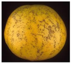 Sustainability 15 04576 i003