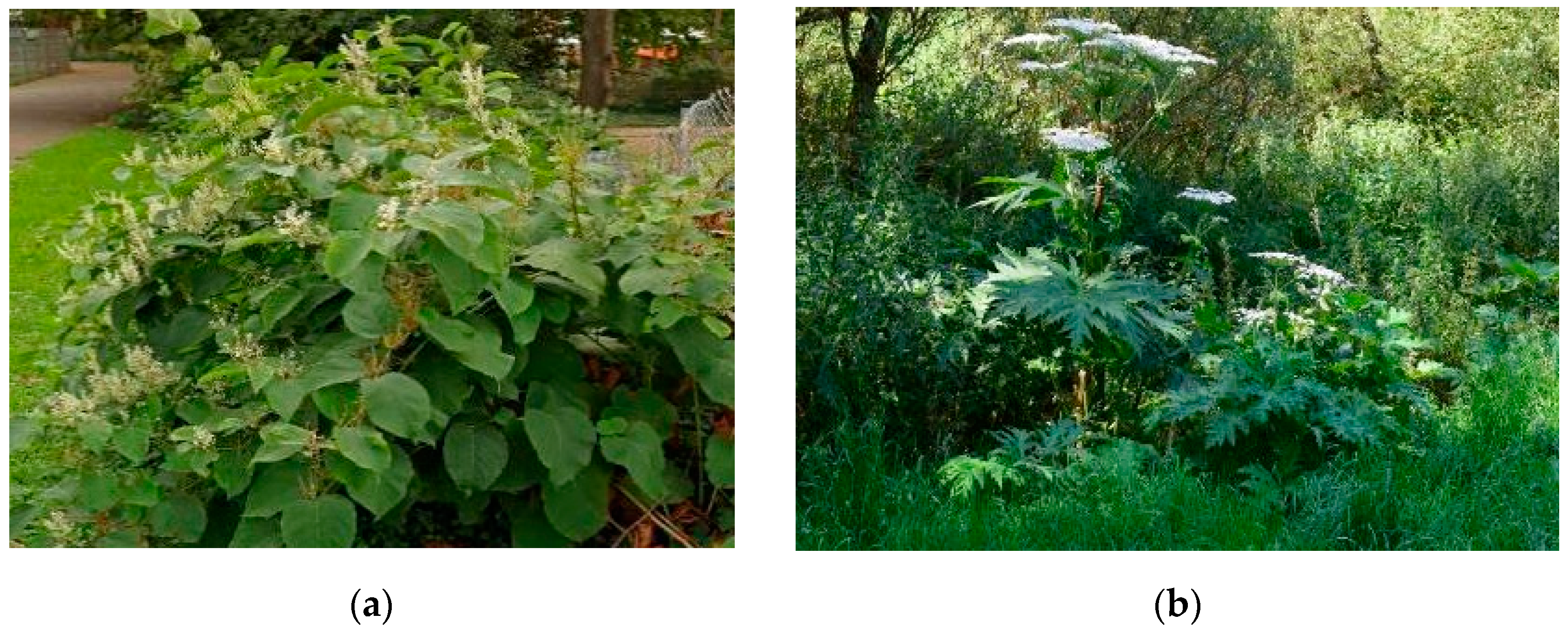 Sustainability 15 04640 g004