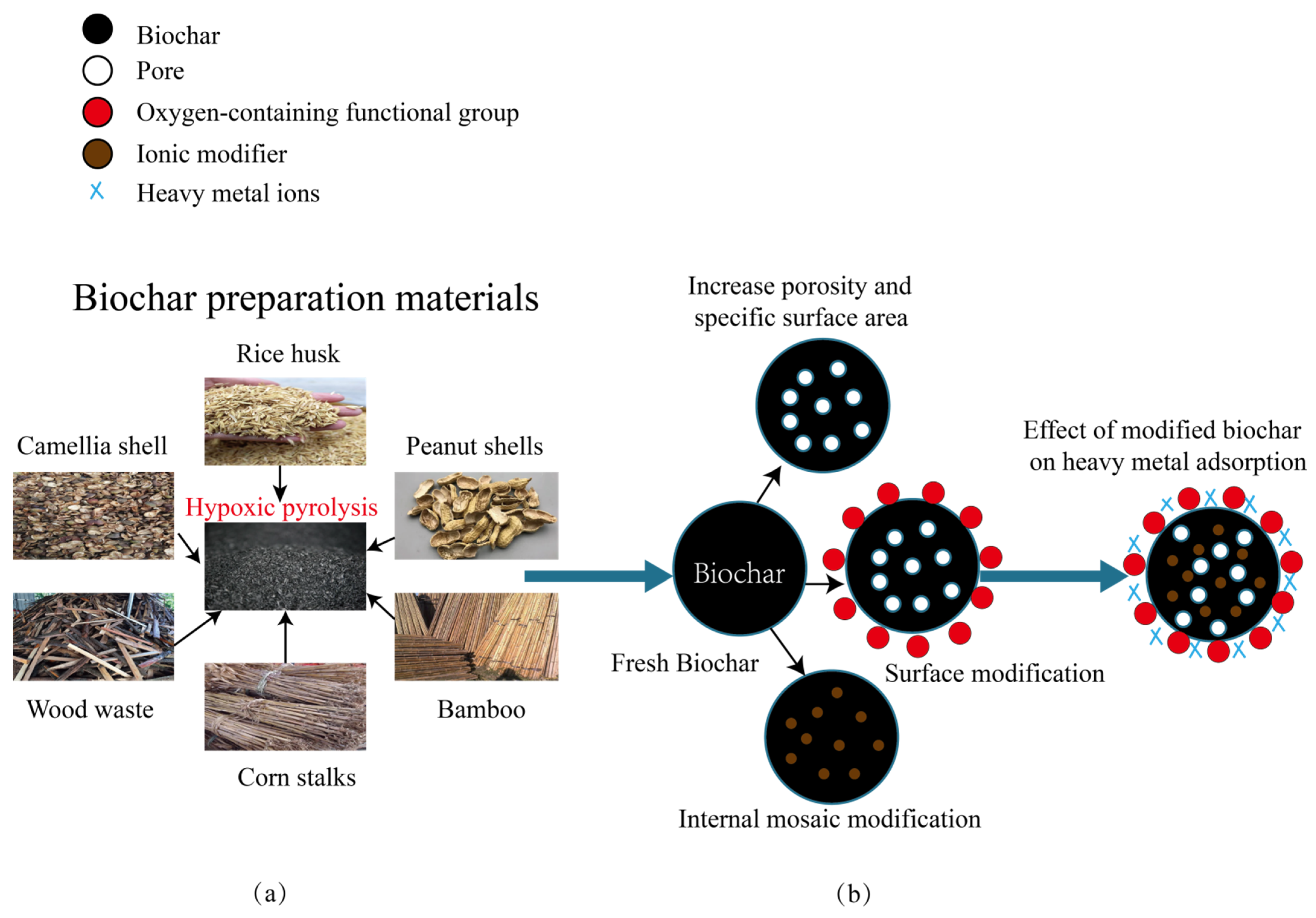 Integrating Biochar, Bacteria, and Plants for Sustainable