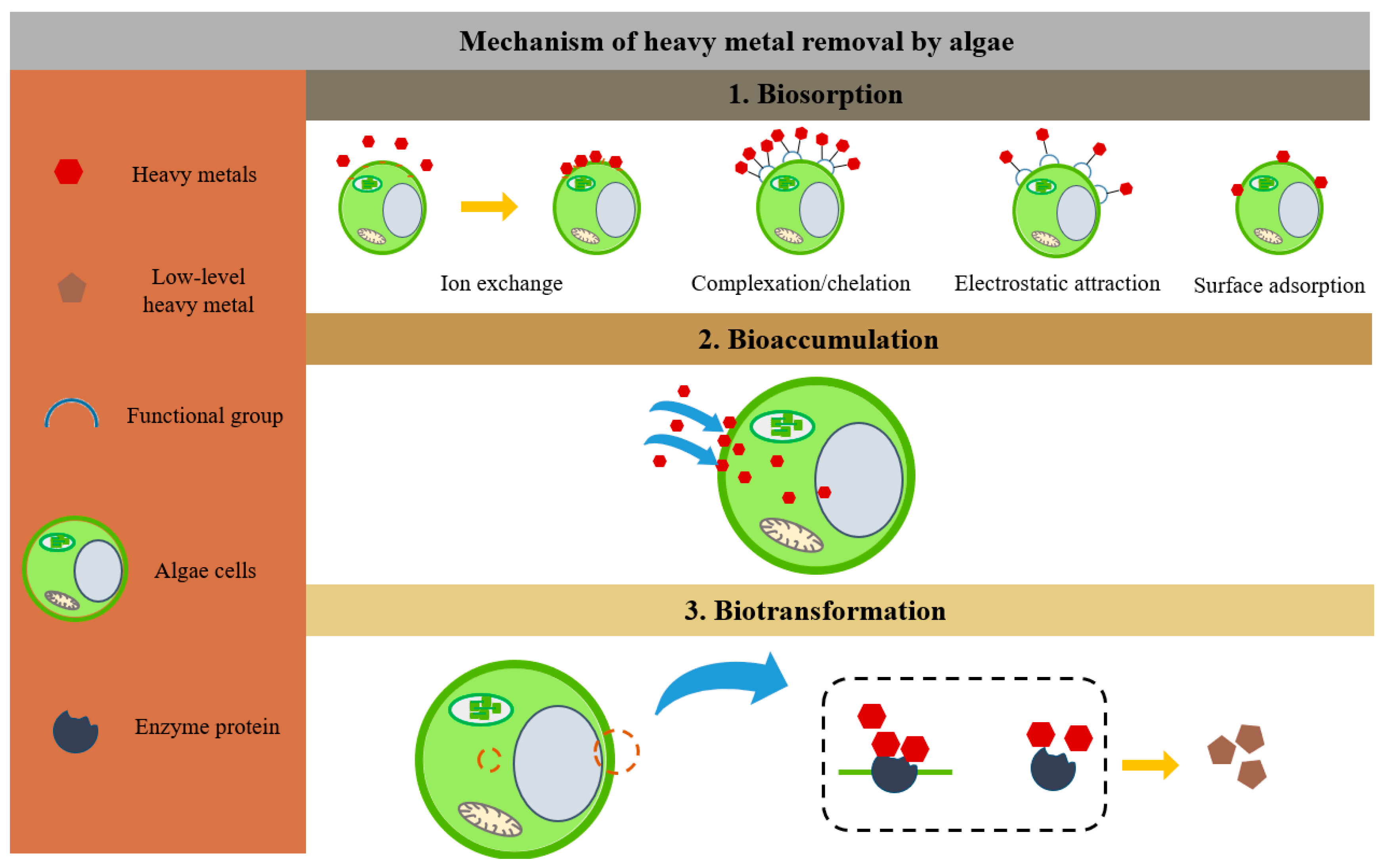 Remediation of Heavy Metals in Polluted Water by Immobilized Algae 