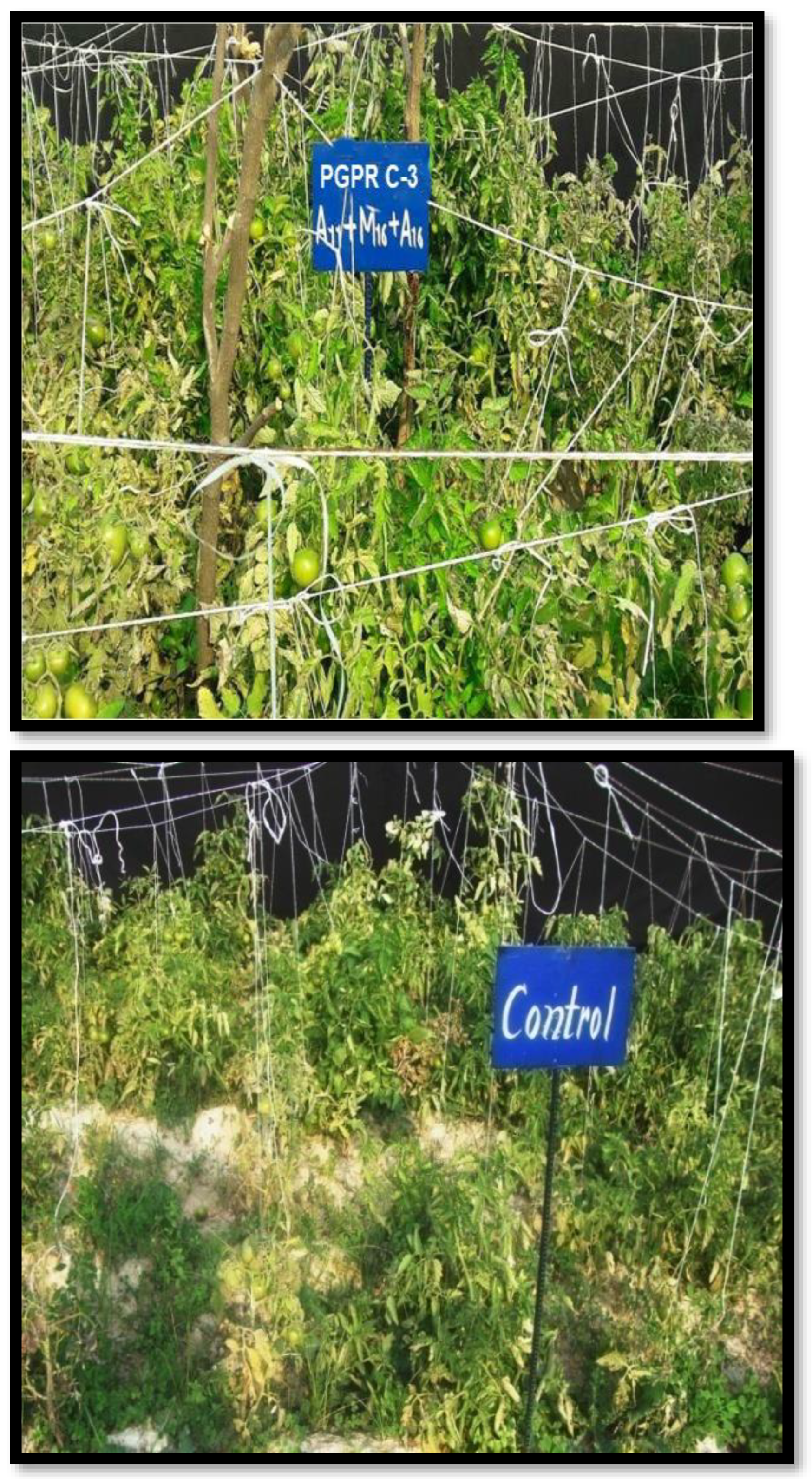 Sustainability 15 05186 g005 Sustainability 15 05186 g005