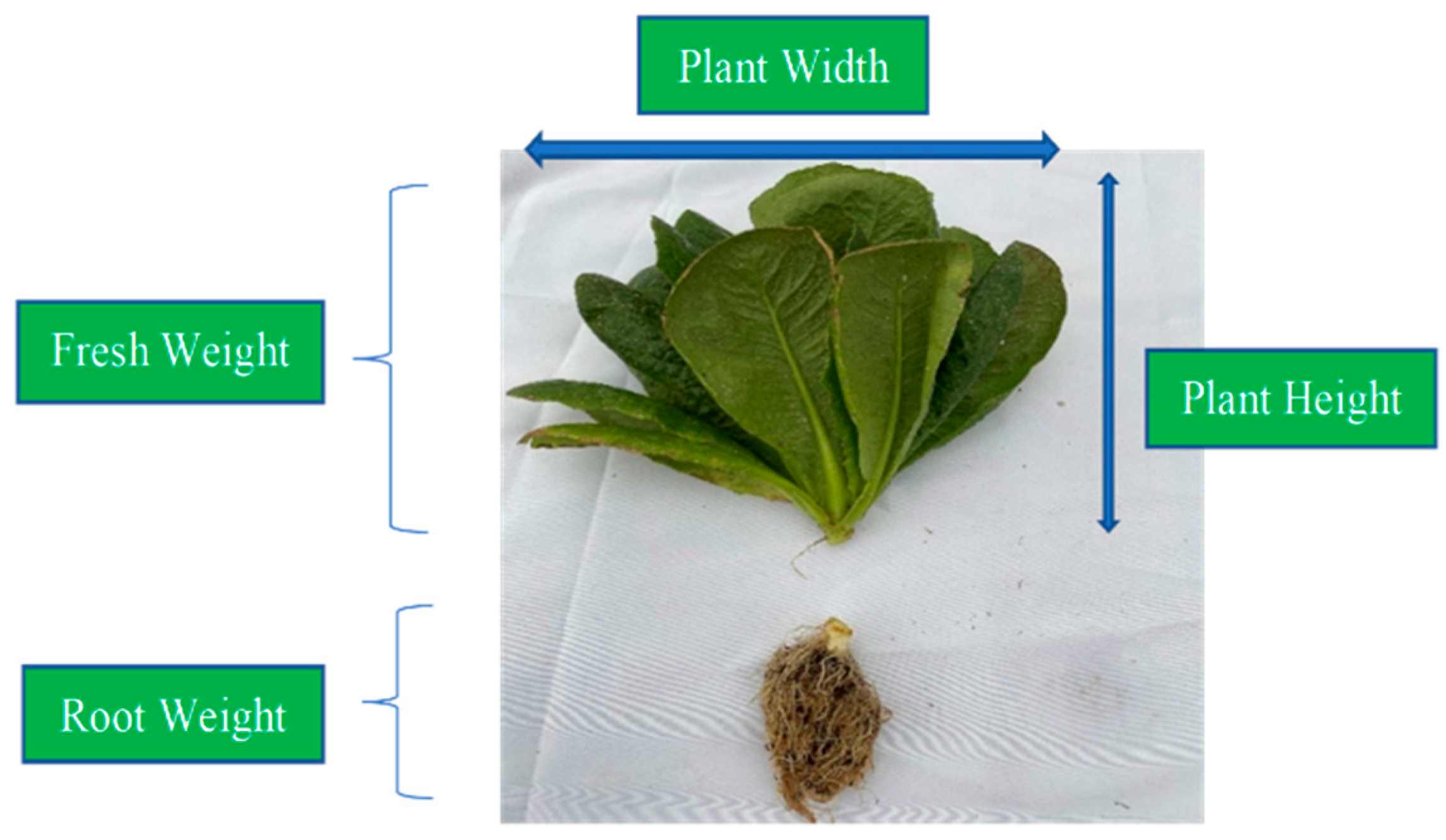 Soybean ByProducts Bioplastic (Polylactic Acid)Based Plant Containers