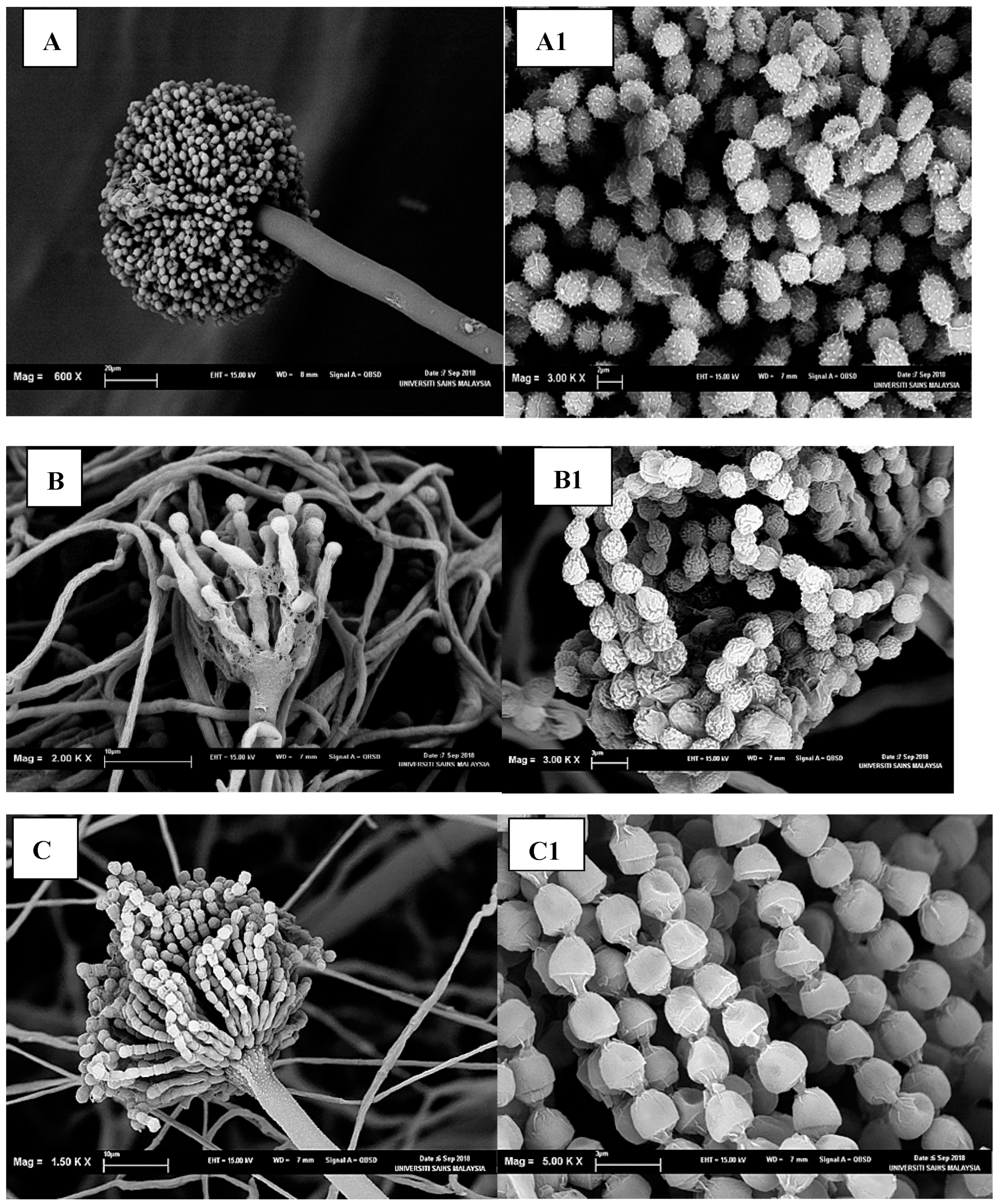Sustainability 15 05902 g007