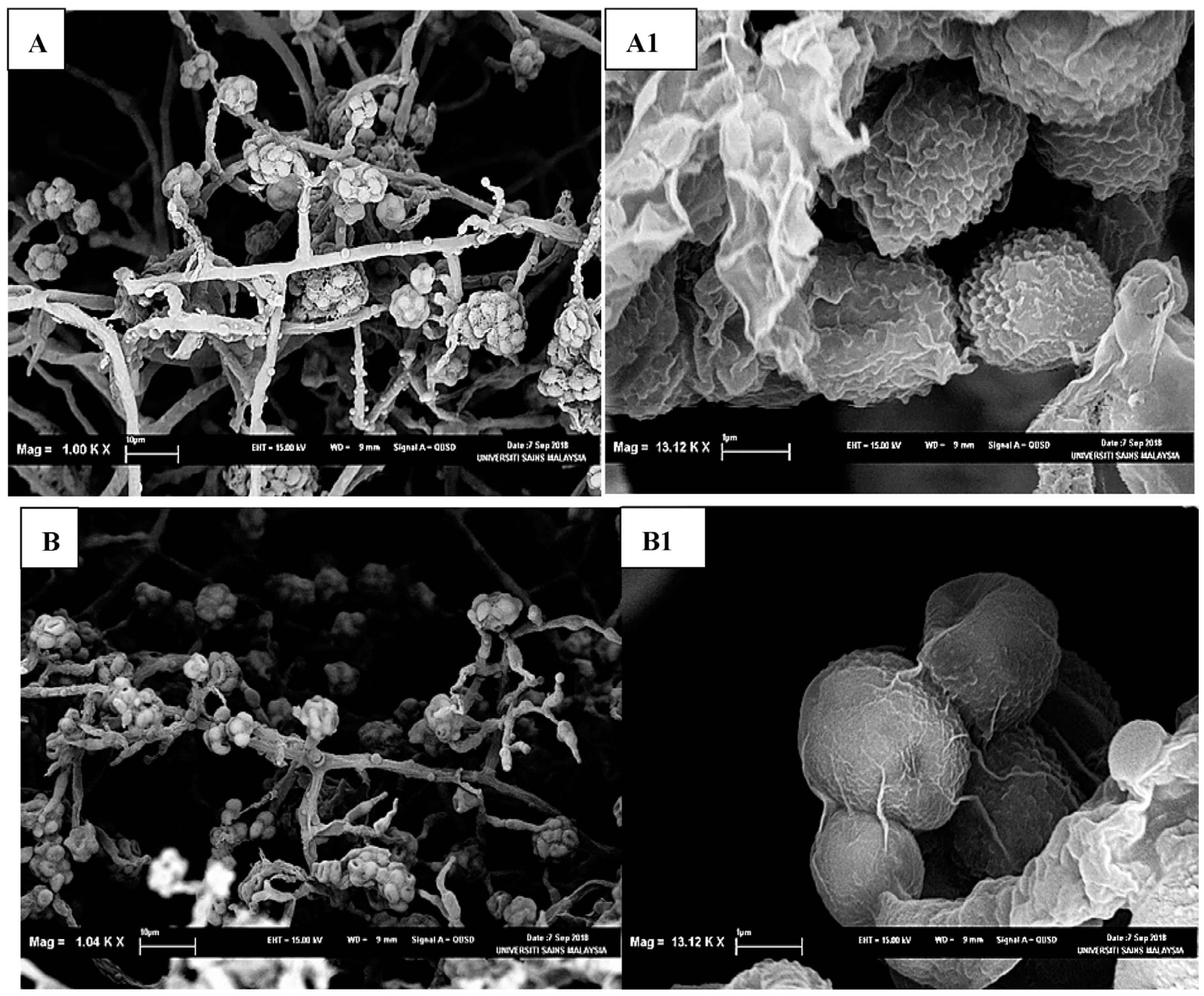 Sustainability 15 05902 g010