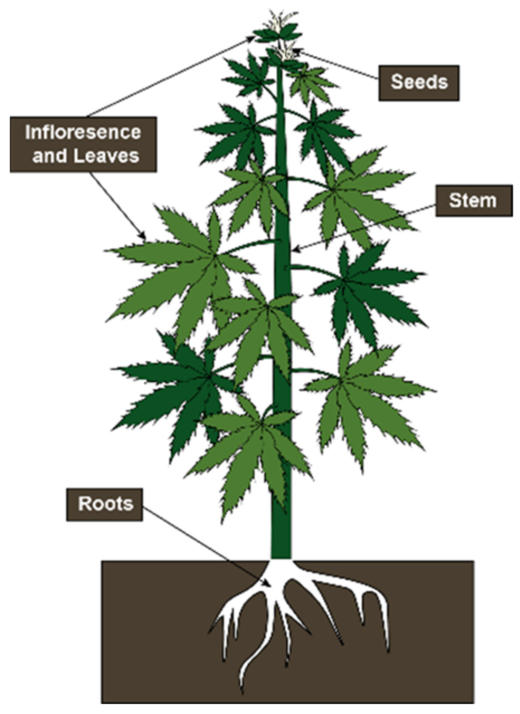 What is THCP? Exploring a Novel and Exciting Cannabinoid - Doja Hemp