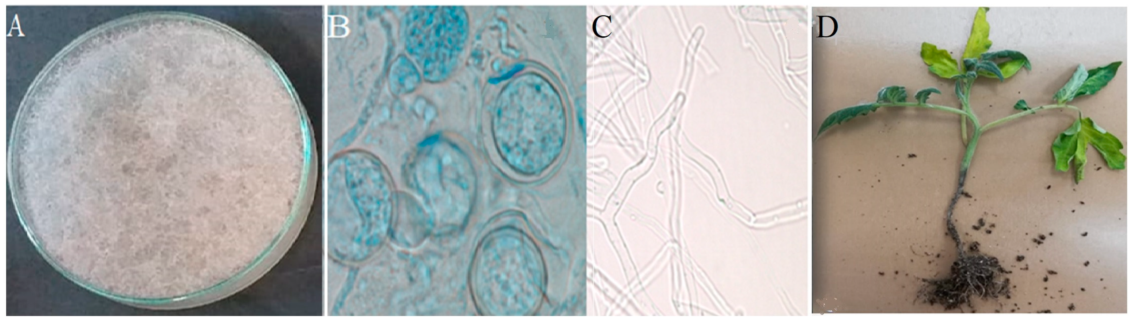 Sustainability 15 06551 g001