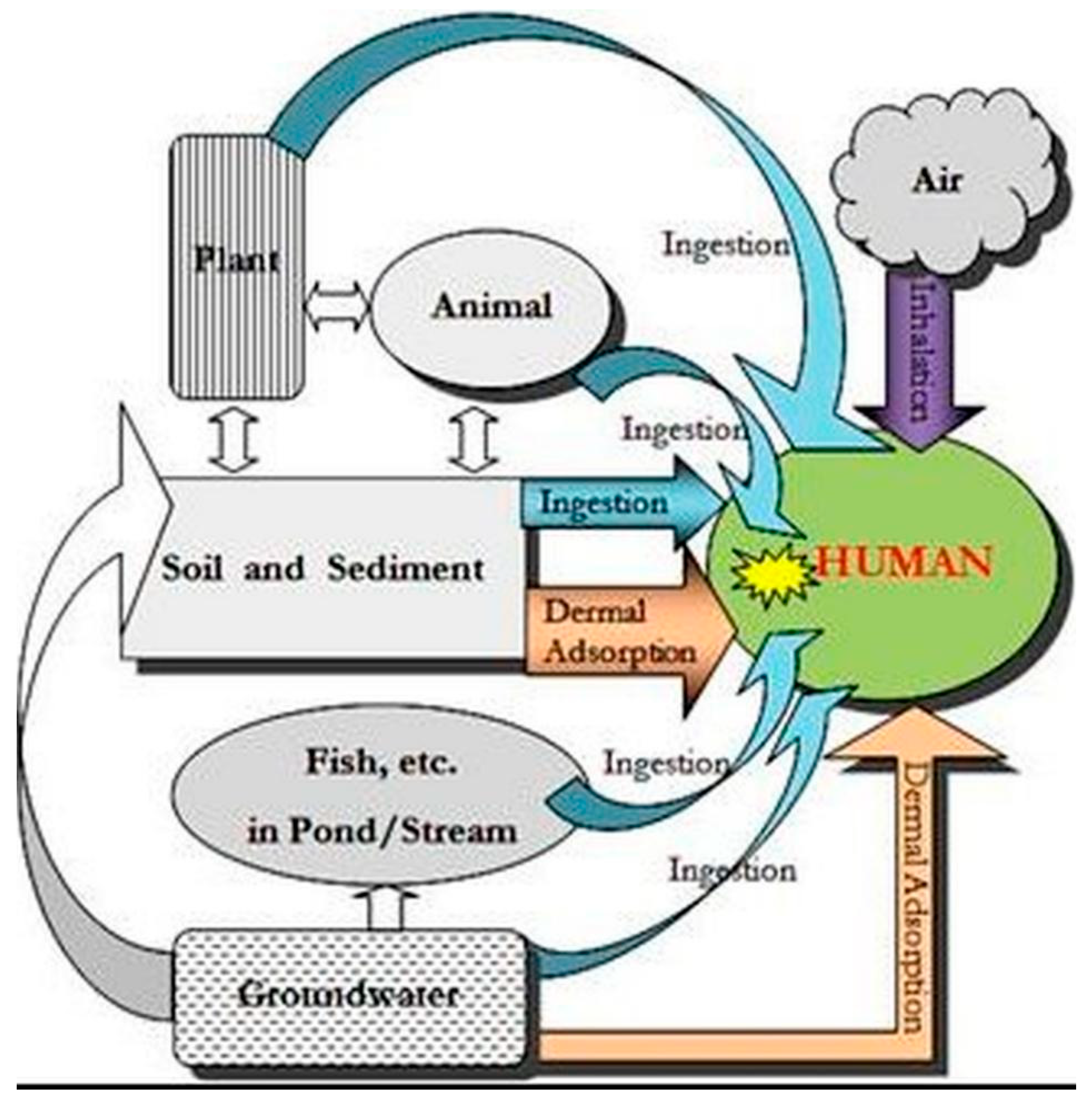 Health risk assessment of potentially toxic elements in the dry