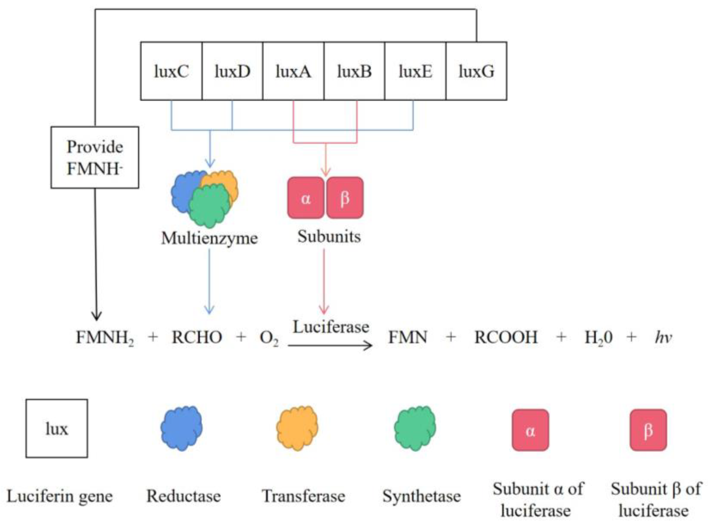 Sustainability Free FullText Application of Luminescent Bacteria