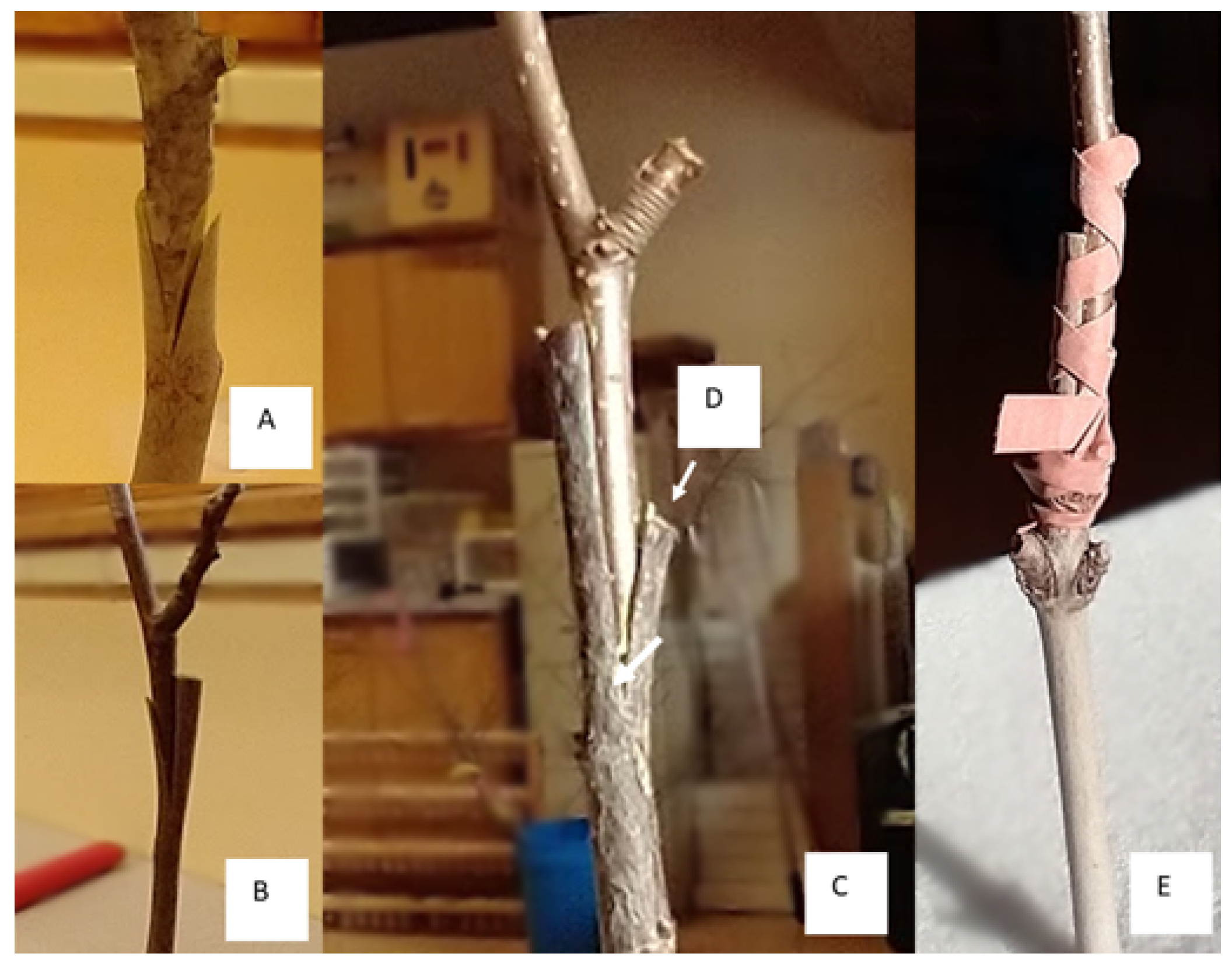 Sustainability | Free Full-Text | A Review of Propagation and