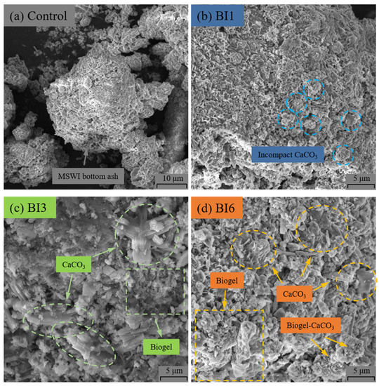 Investigating the Potential of Biobinder for Bottom Ash