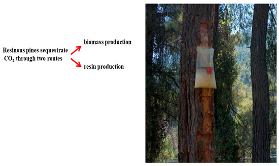Mitigation of Global Climate Change through Genetic Improvement of 