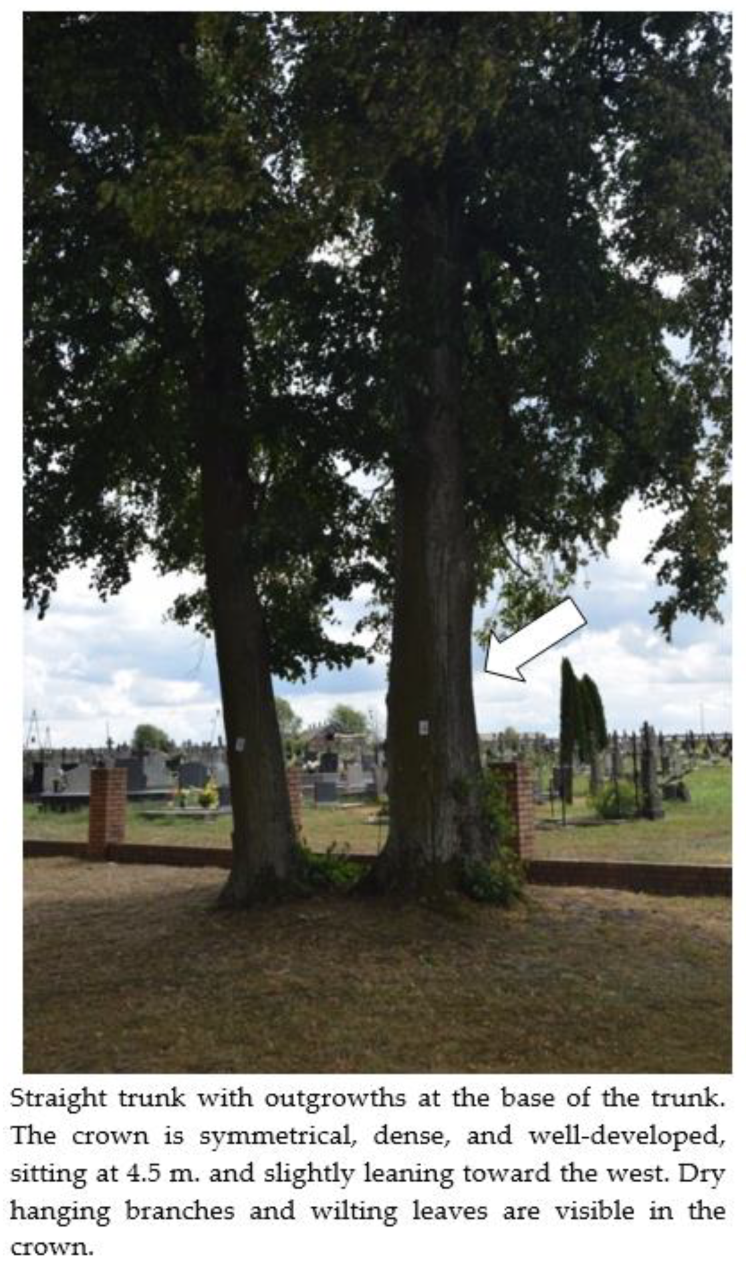 Sustainability 15 08654 g011