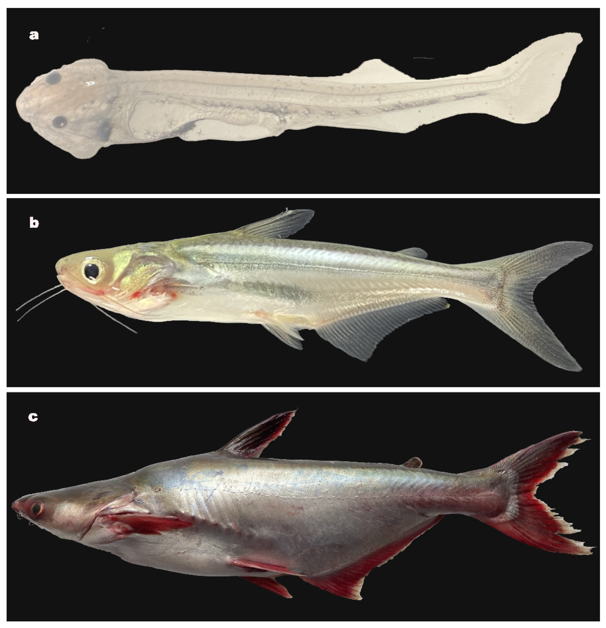 Pangasius sales catfish care