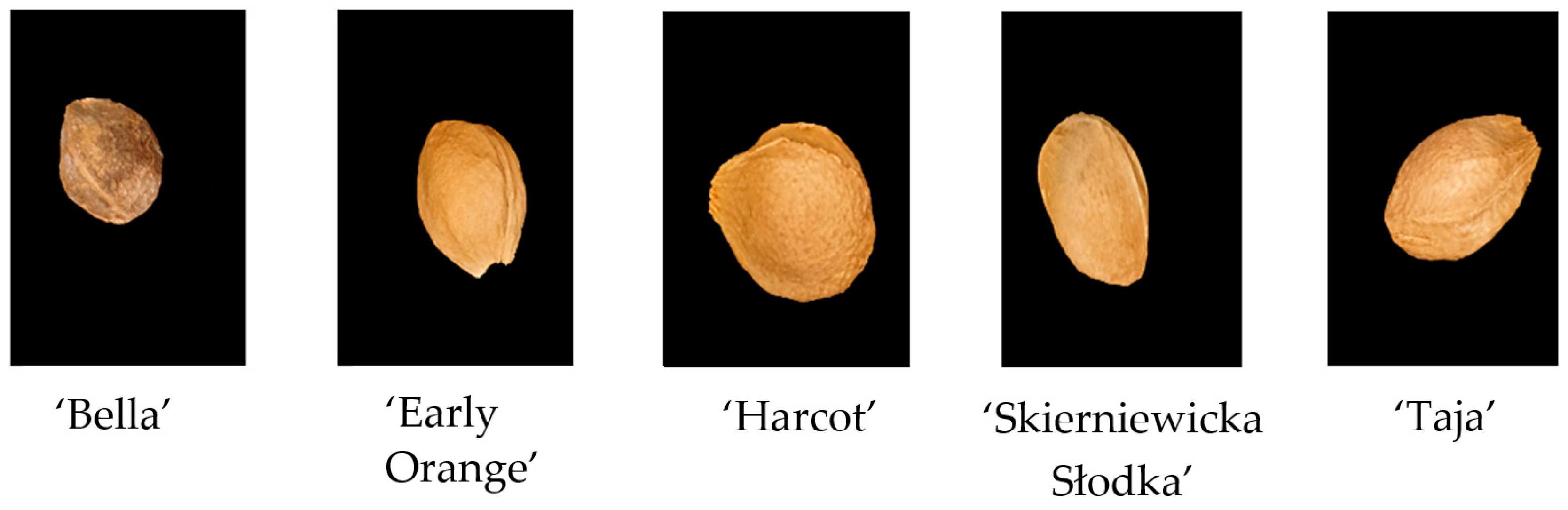 Sustainability Free FullText Apricot Stone Classification Using Image Analysis and Machine