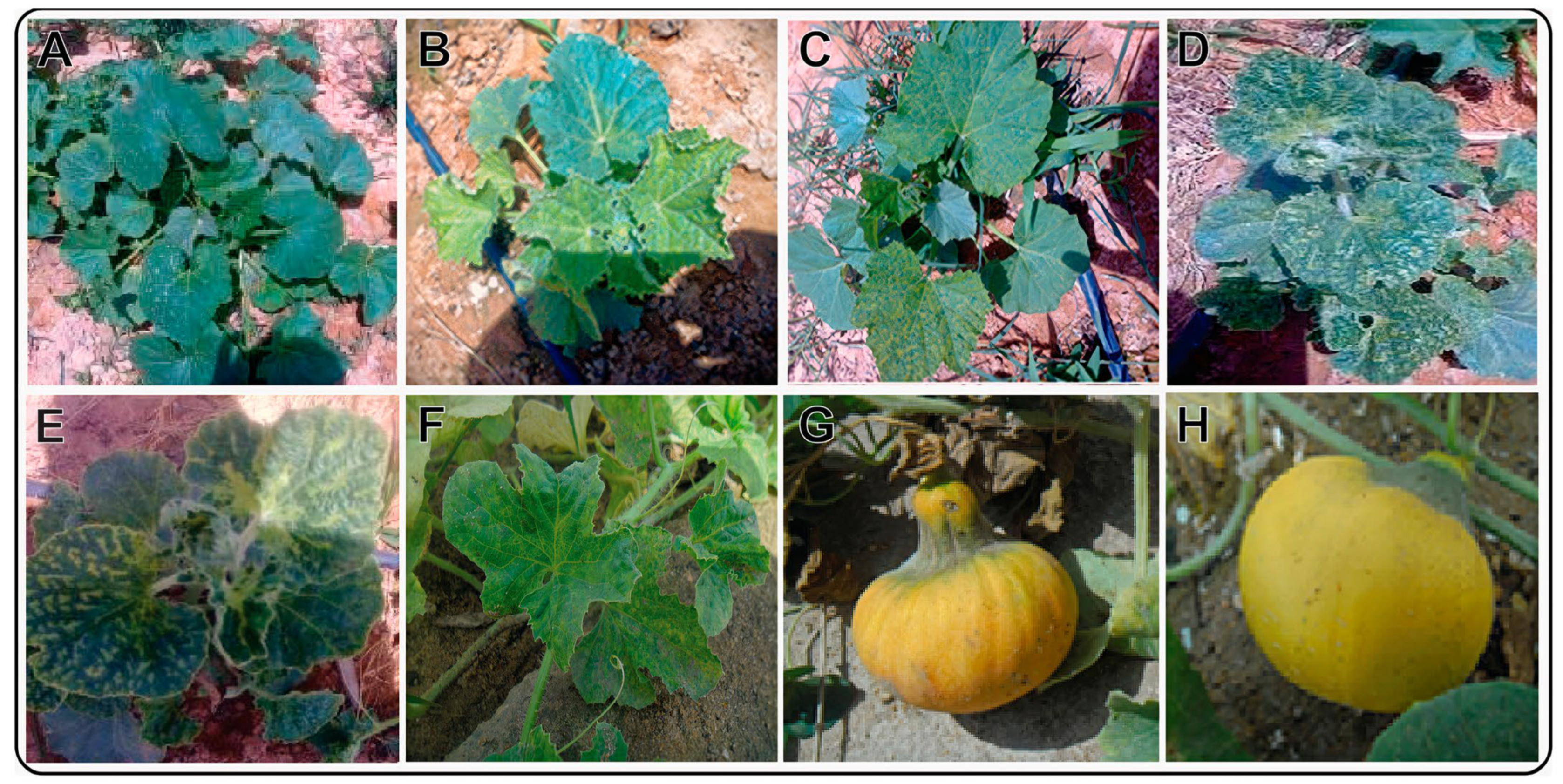 Sustainability 15 09751 g001 Sustainability 15 09751 g001