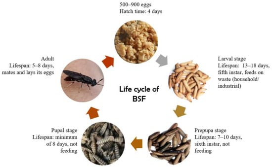 The Cricket Life Cycle  The Bug Master Pest Control and Disinfecting