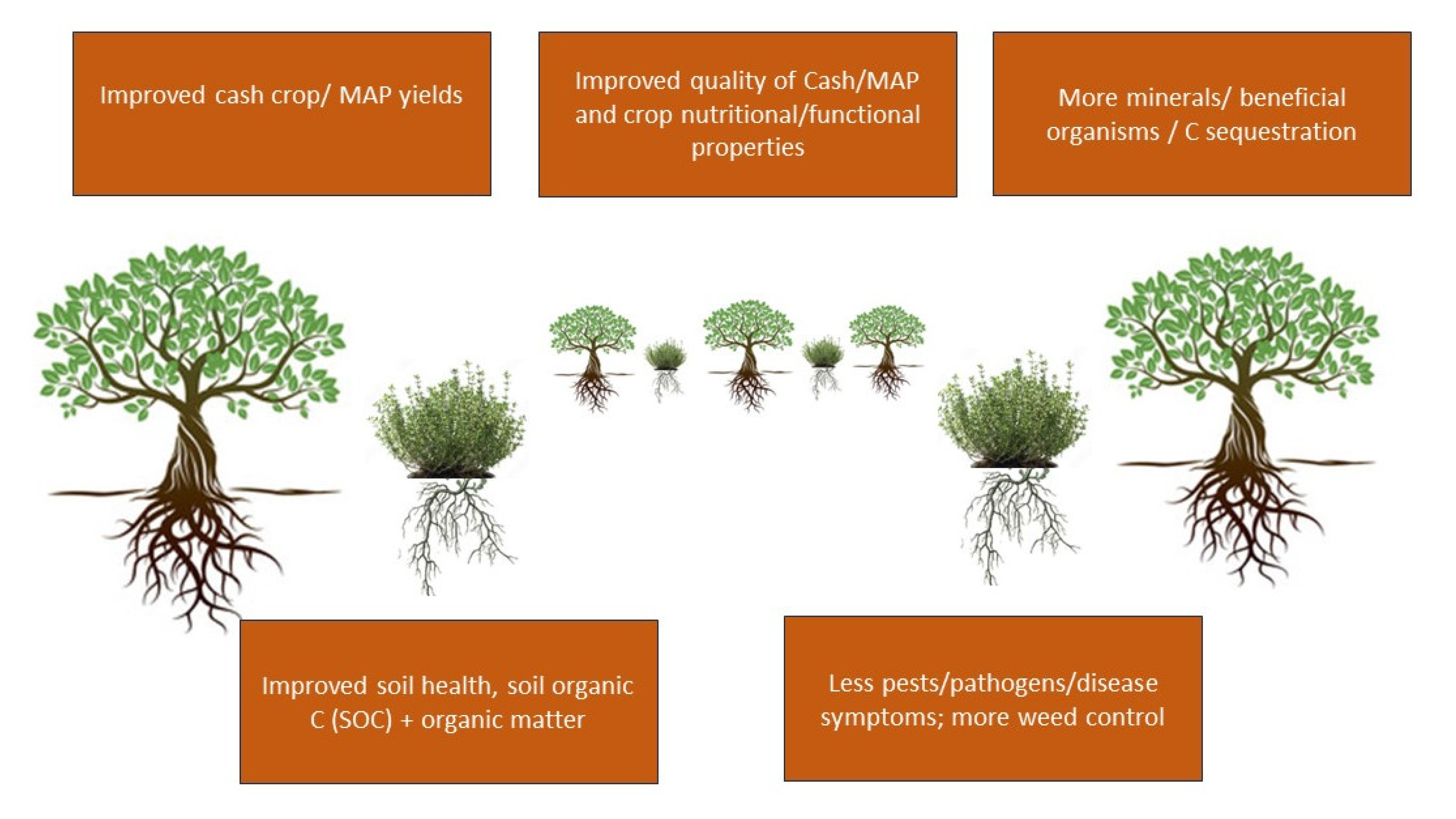 Methodological approach to indigenous fruit trees breeding: case