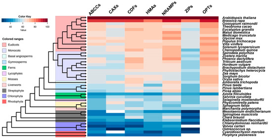 Cadmium Accumulation in Plants: Insights from Phylogenetic