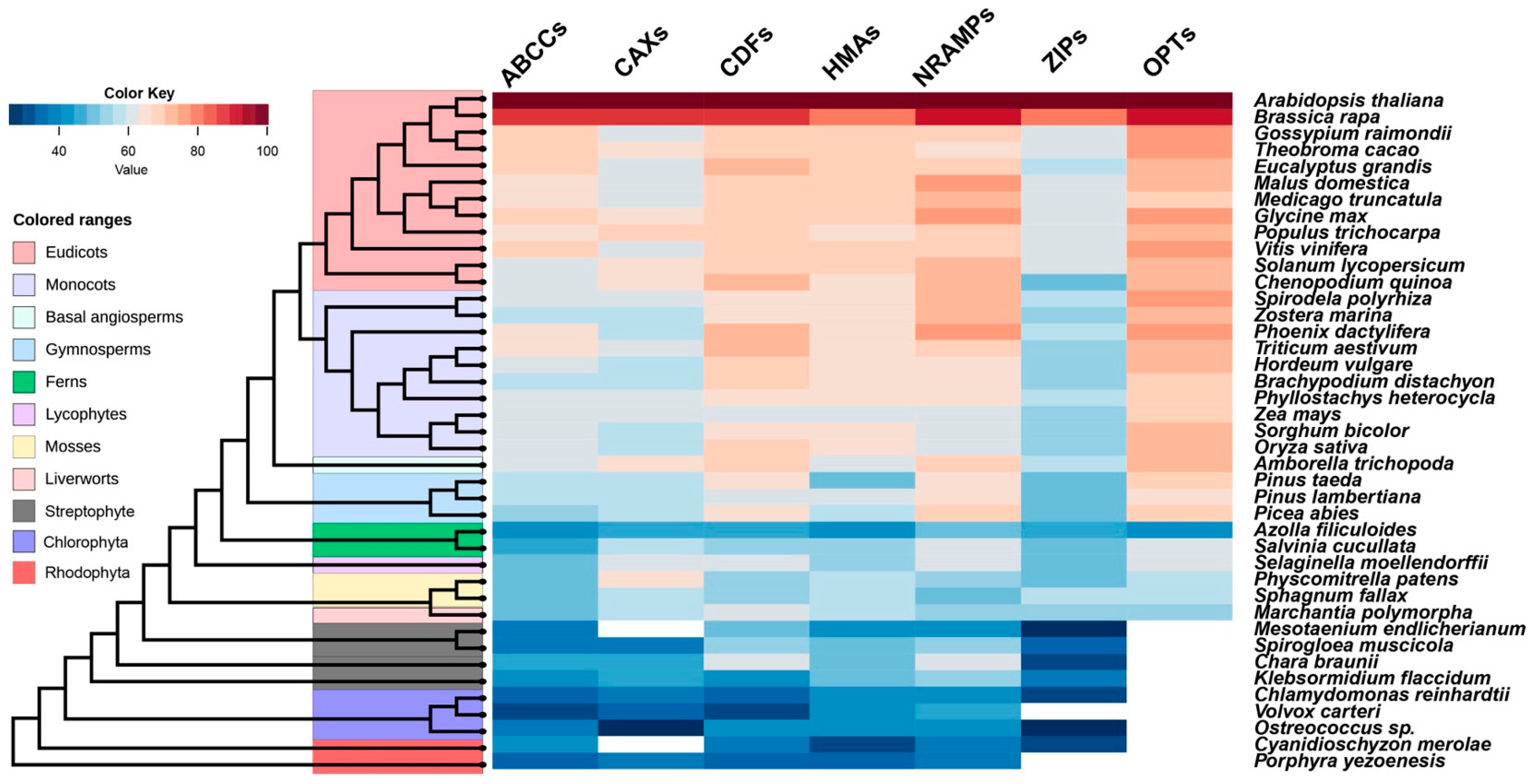 スーツ特別割引クーポン Cadmium Accumulation Phylogenetic from Insights Plants: in スタイリング剤