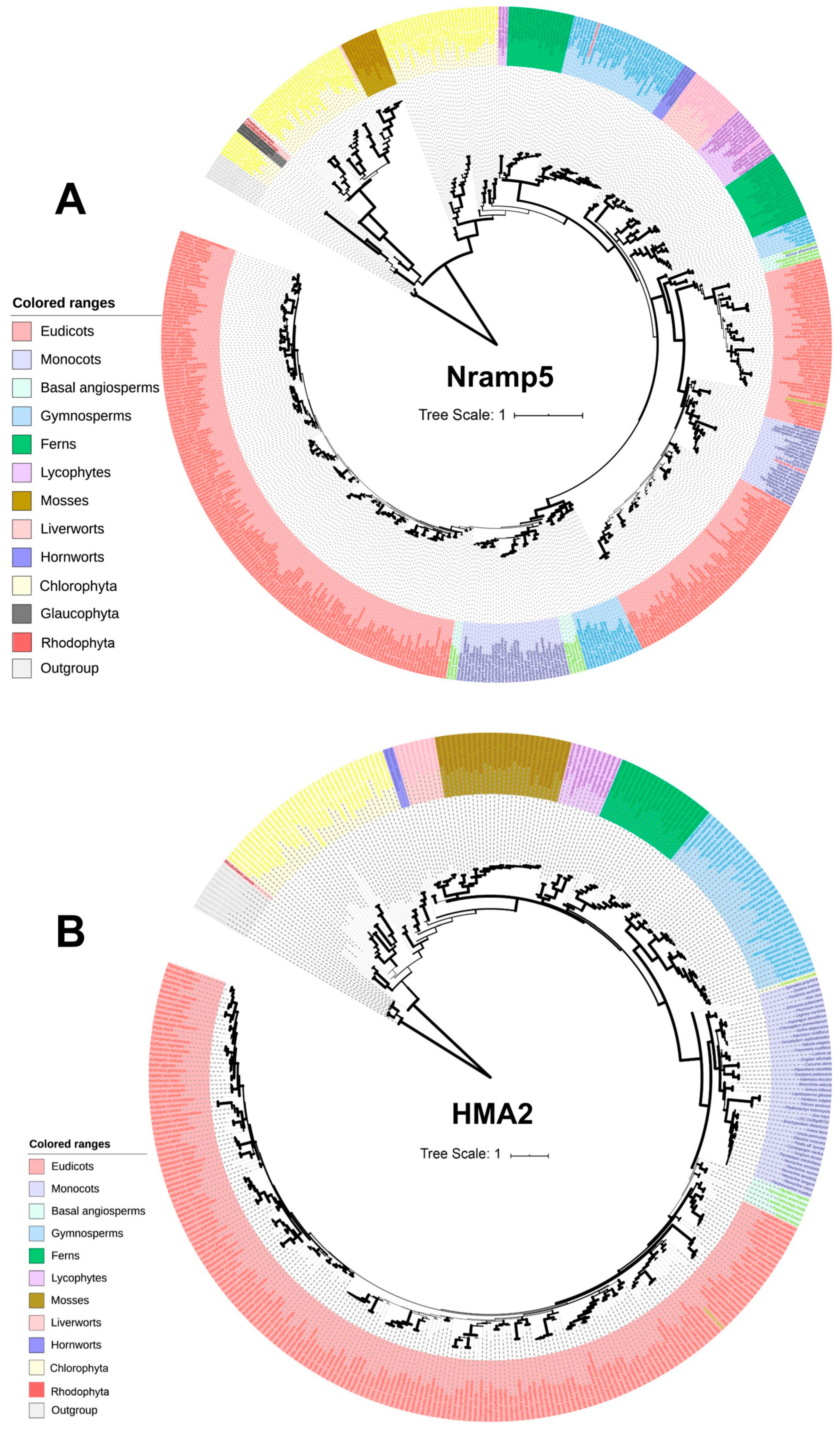 TUBE　All Singles TUBEst -White＋Blue　6CD Cadmium Accumulation in Plants: Insights from Phylogenetic