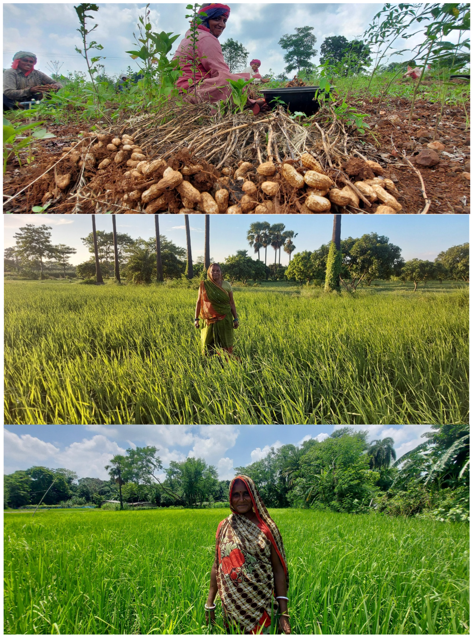 Sustainability Free Full-Text Securing a Sustainable Future A Path towards Gender Equality in the Indian Agricultural Sector