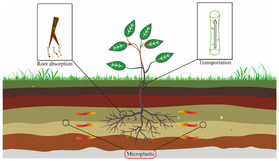 買得 of Review Systematic Degradation Microplastics for Processes ルアー・フライ