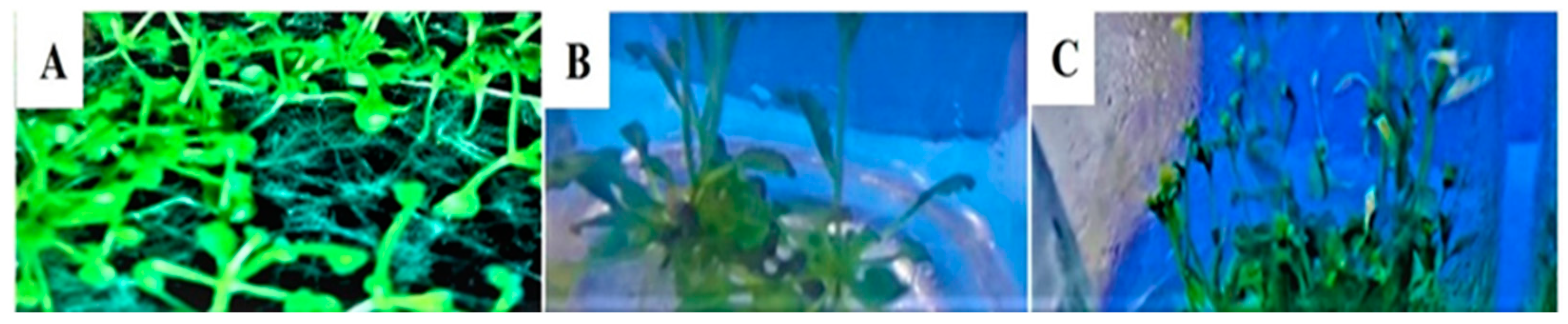 Sustainability 15 12783 g002