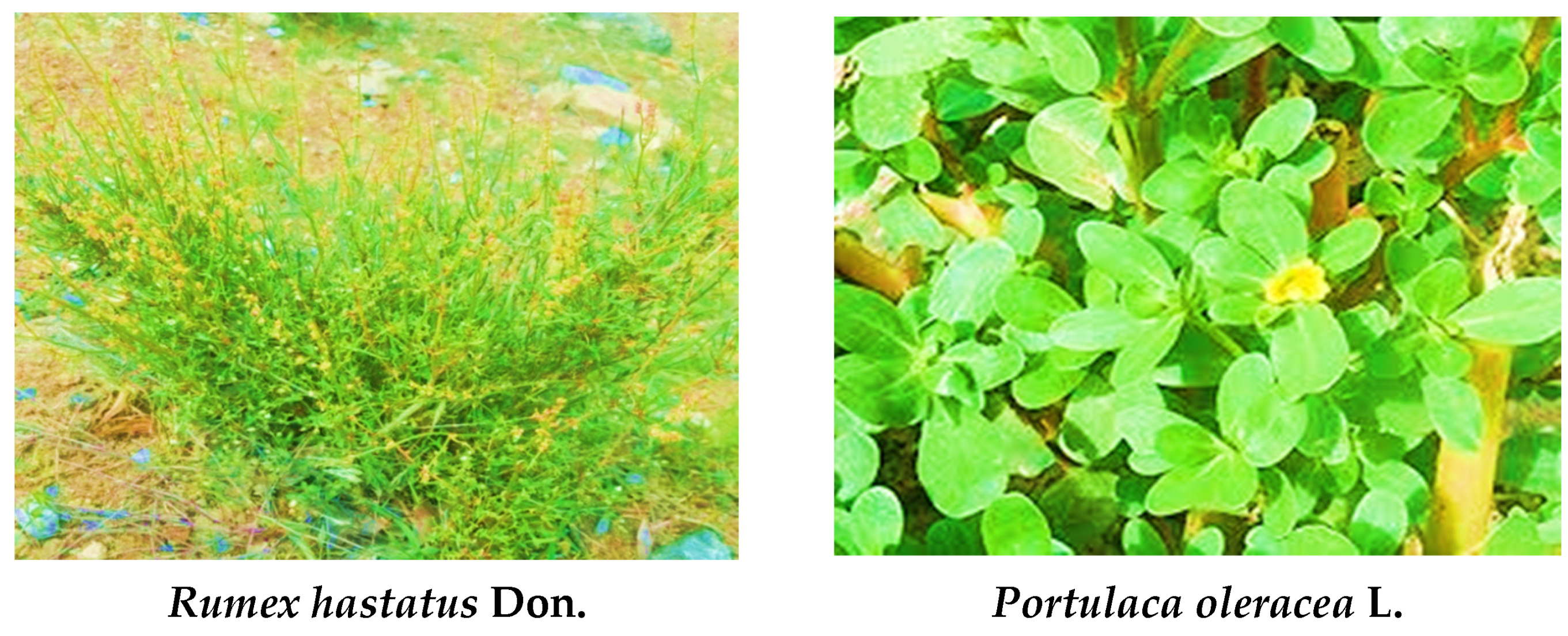 Sustainability 15 12881 g002b