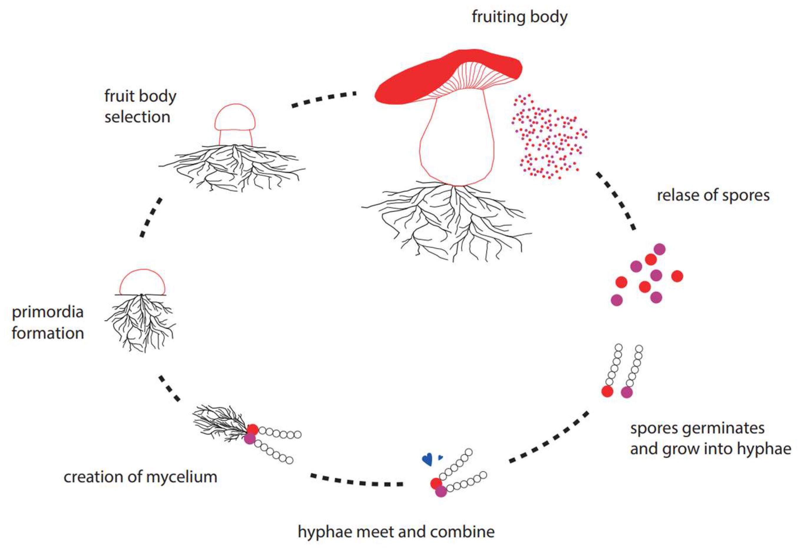Mycelium-Based Thermal Insulation for ... Biology Diagrams