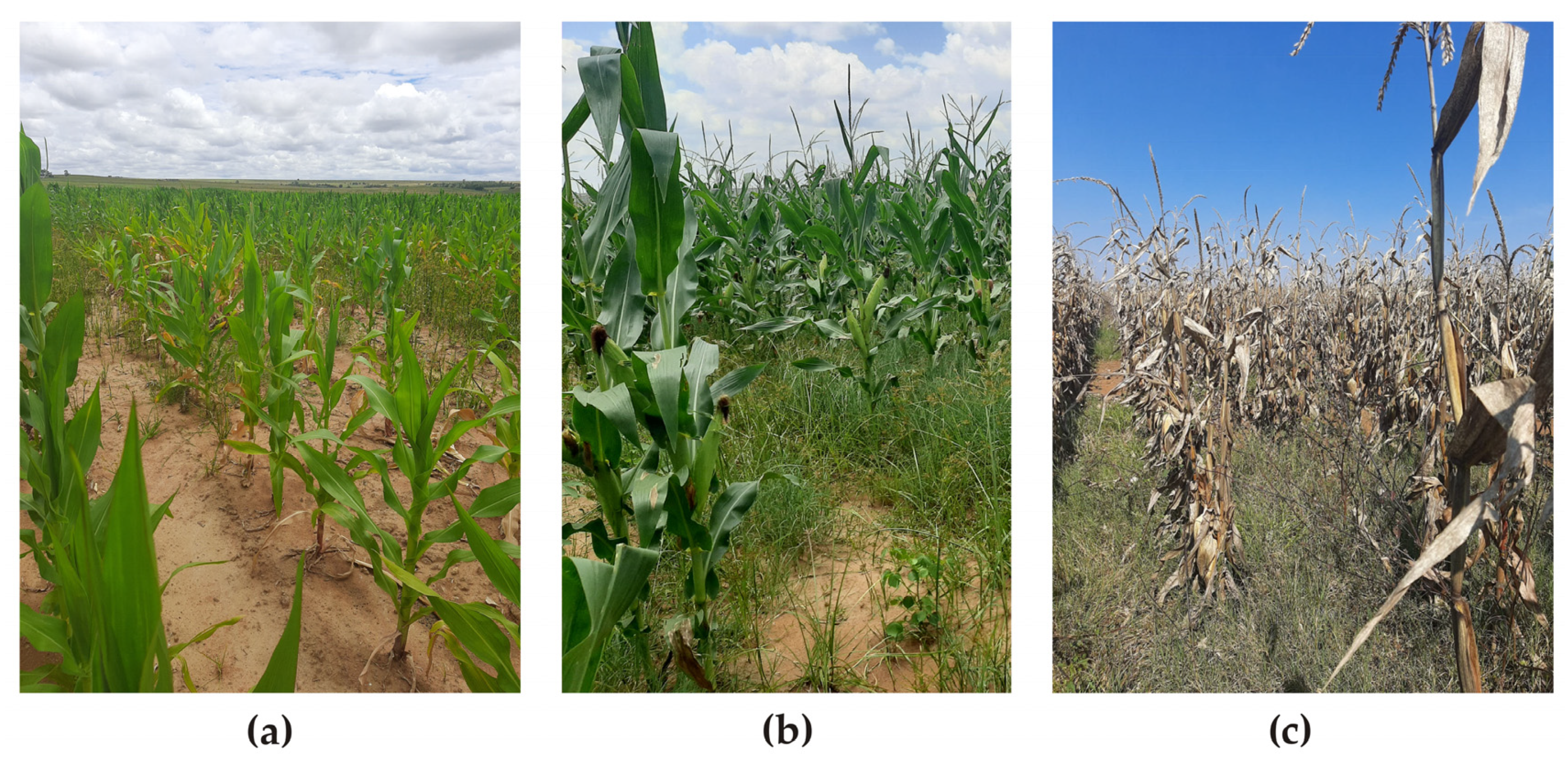 Sustainability 15 13416 g003