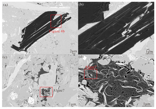 Organic Matter of the Wufeng–Longmaxi Formation Shales Using