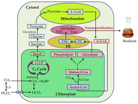 Advancement of Abiotic Stresses for Microalgal Lipid Advancement of Abiotic Stresses for Microalgal Lipid