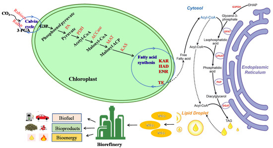 Advancement of Abiotic Stresses for Microalgal Lipid Advancement of Abiotic Stresses for Microalgal Lipid