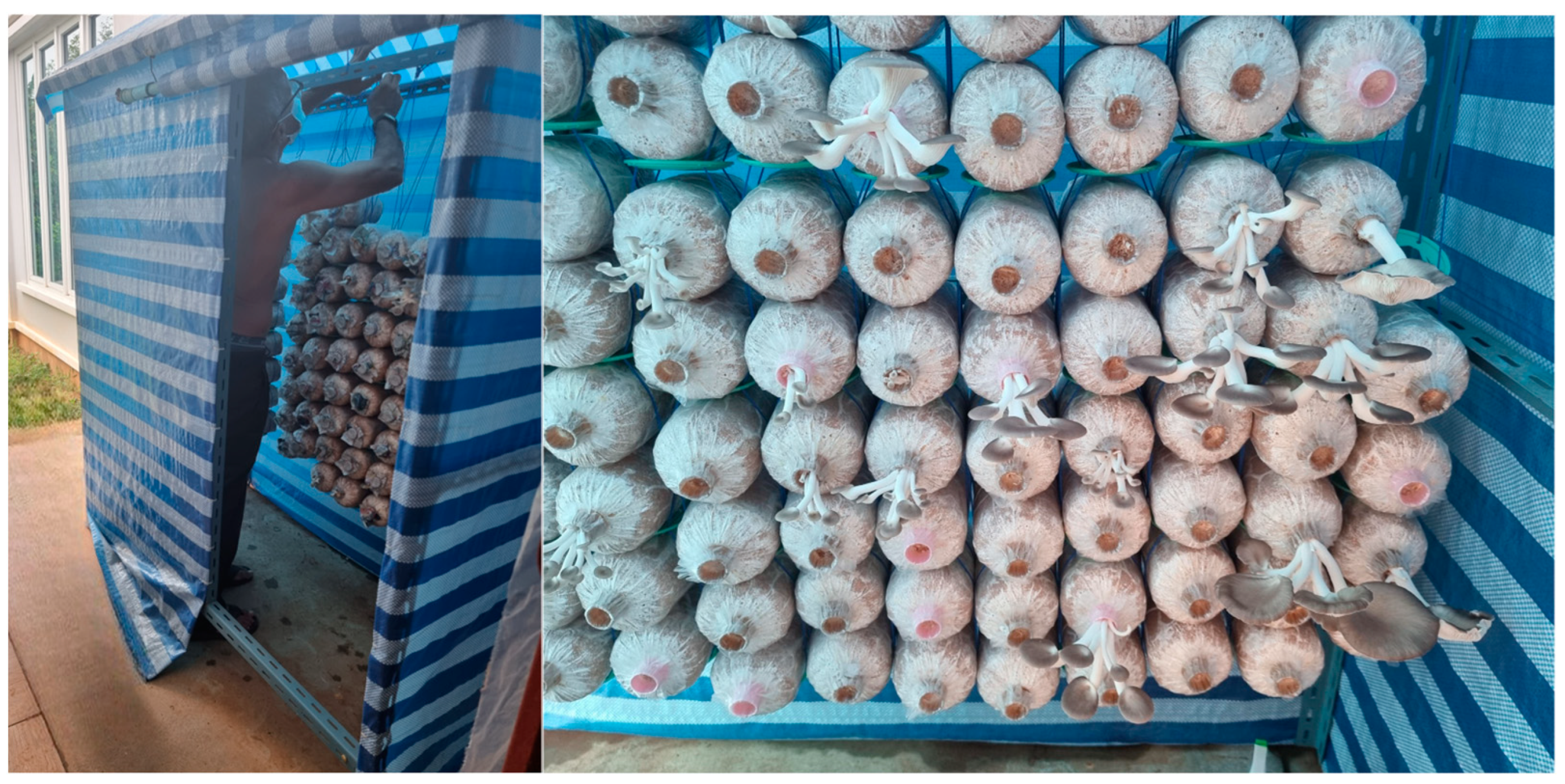 Sustainability 15 13968 g005