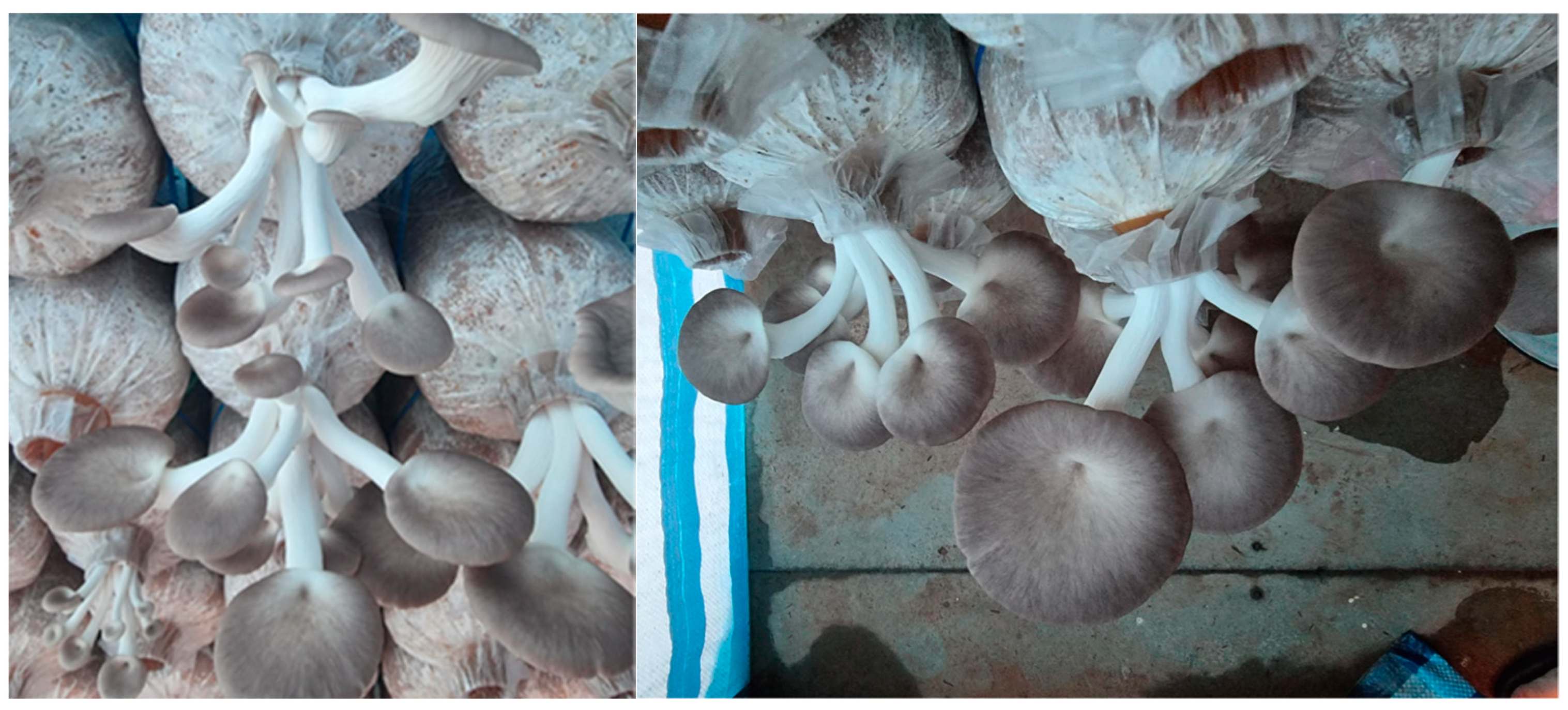 Sustainability 15 13968 g006