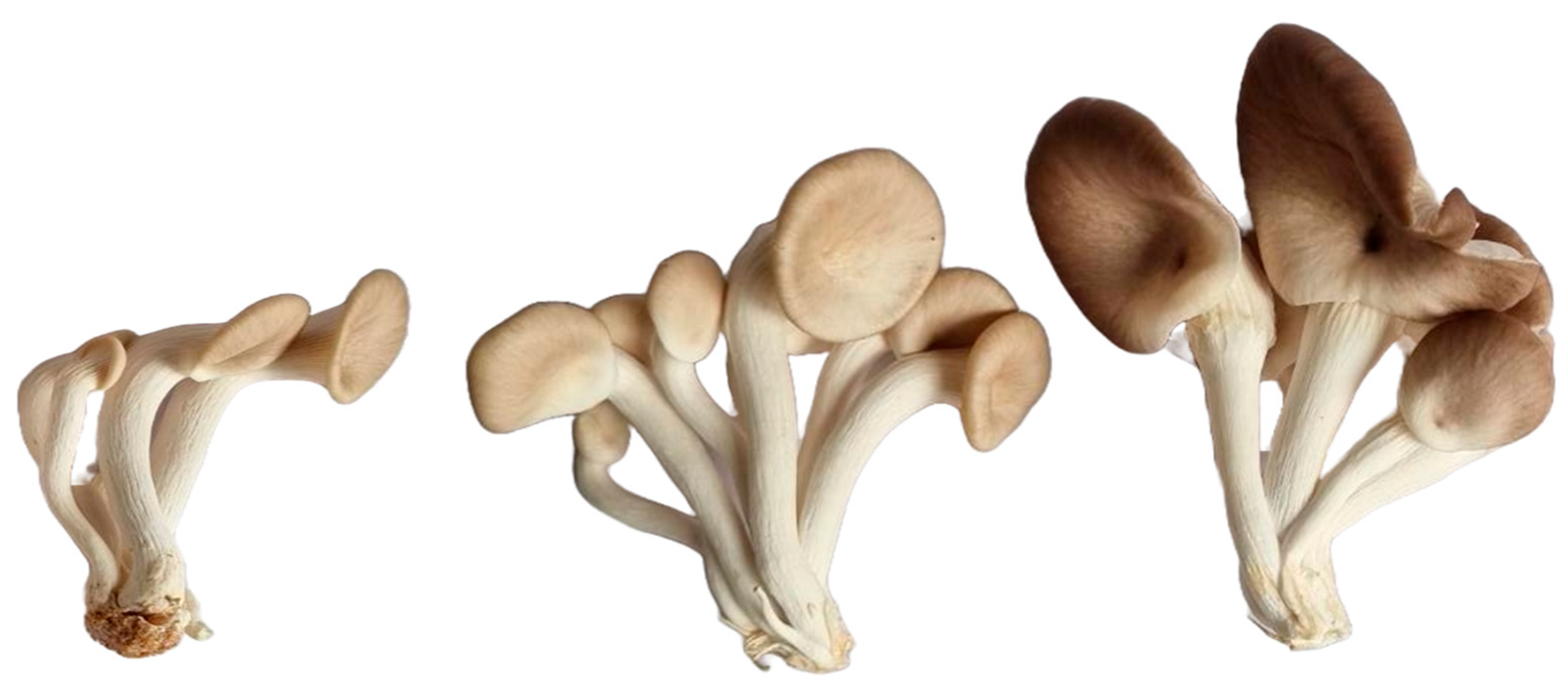 Sustainability 15 13968 g012