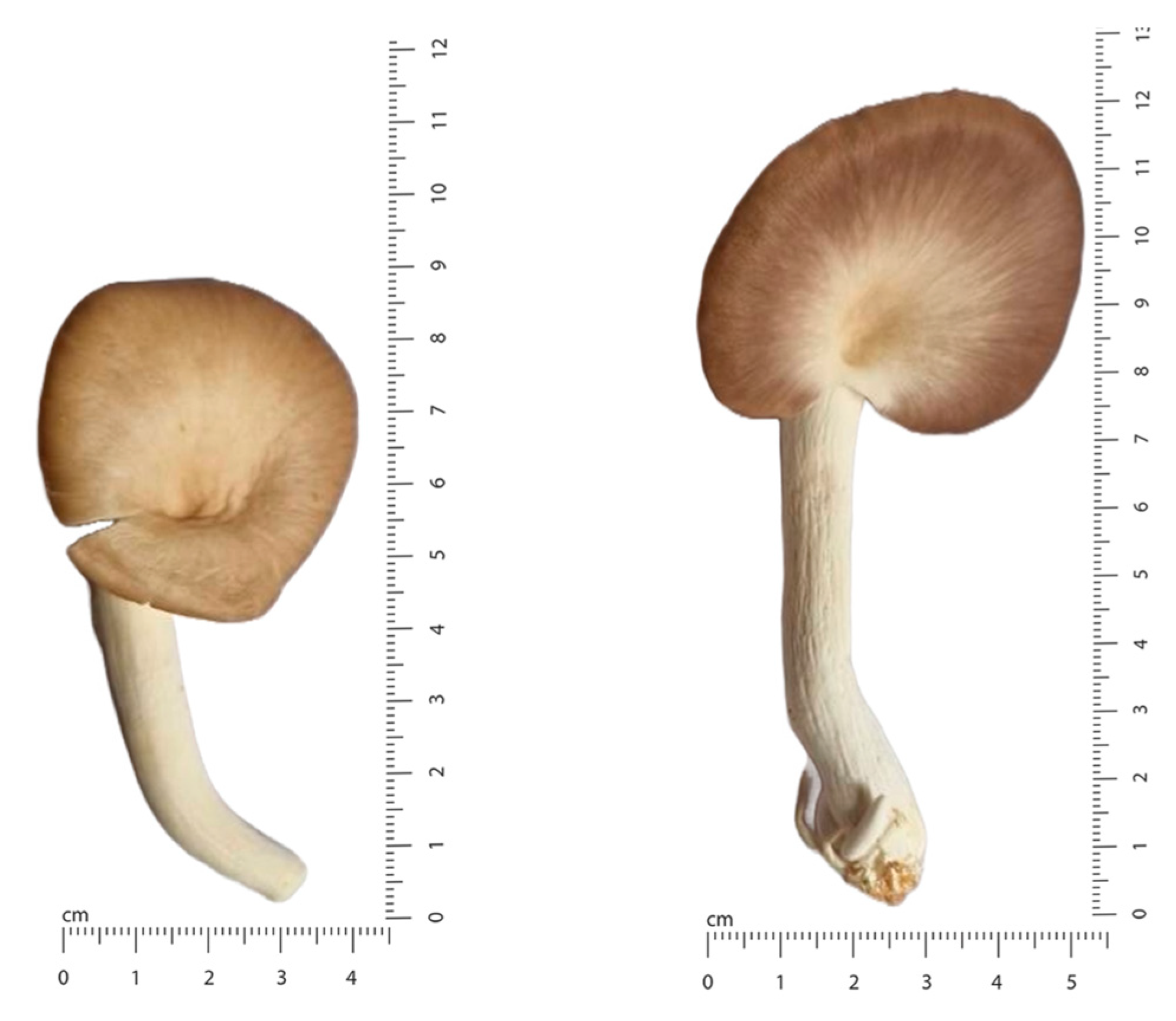 Sustainability 15 13968 g013