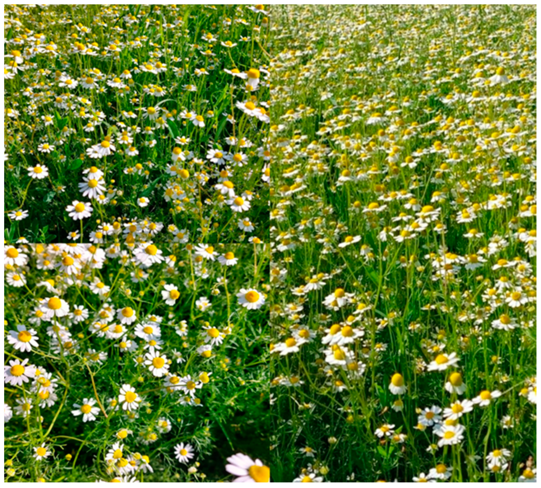 Sustainability 15 15373 g001